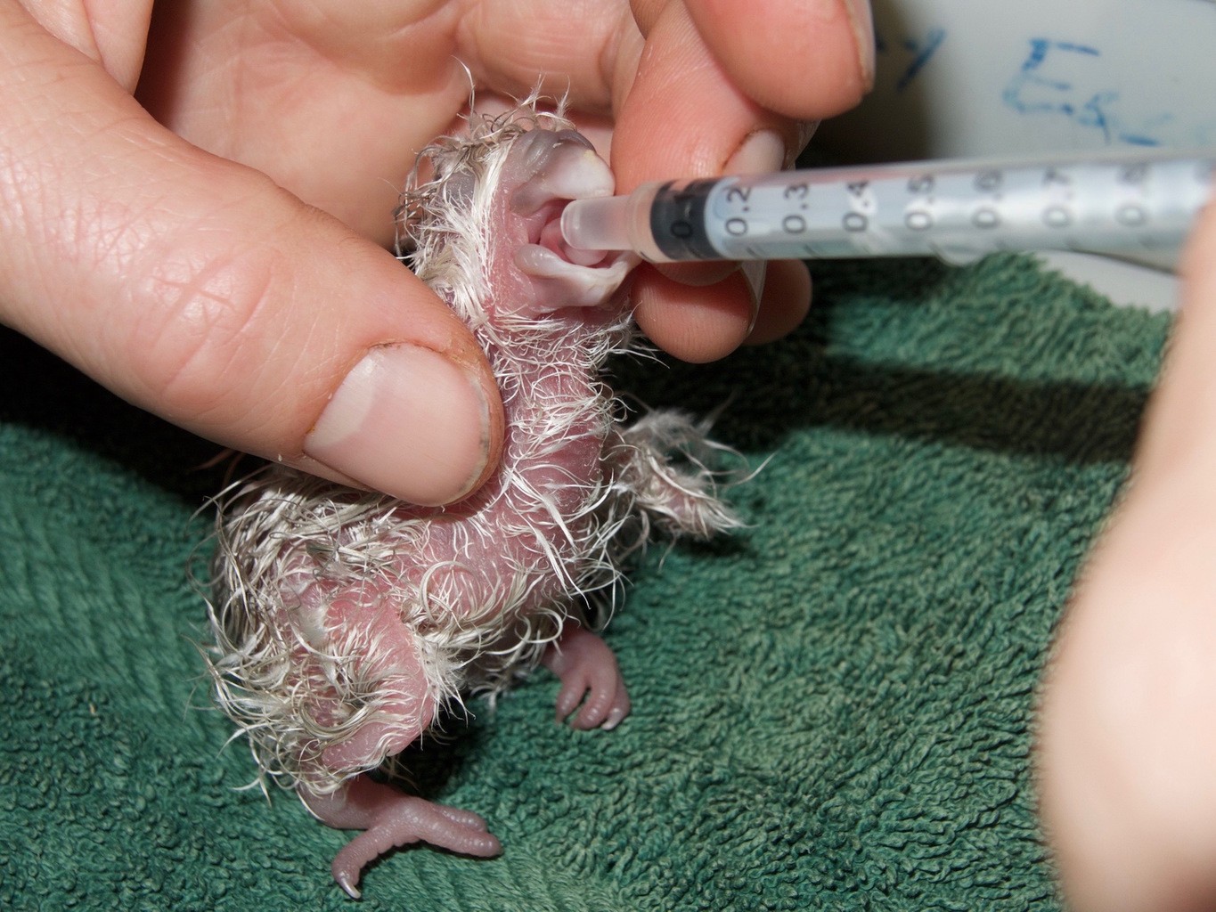 kakapo chicks