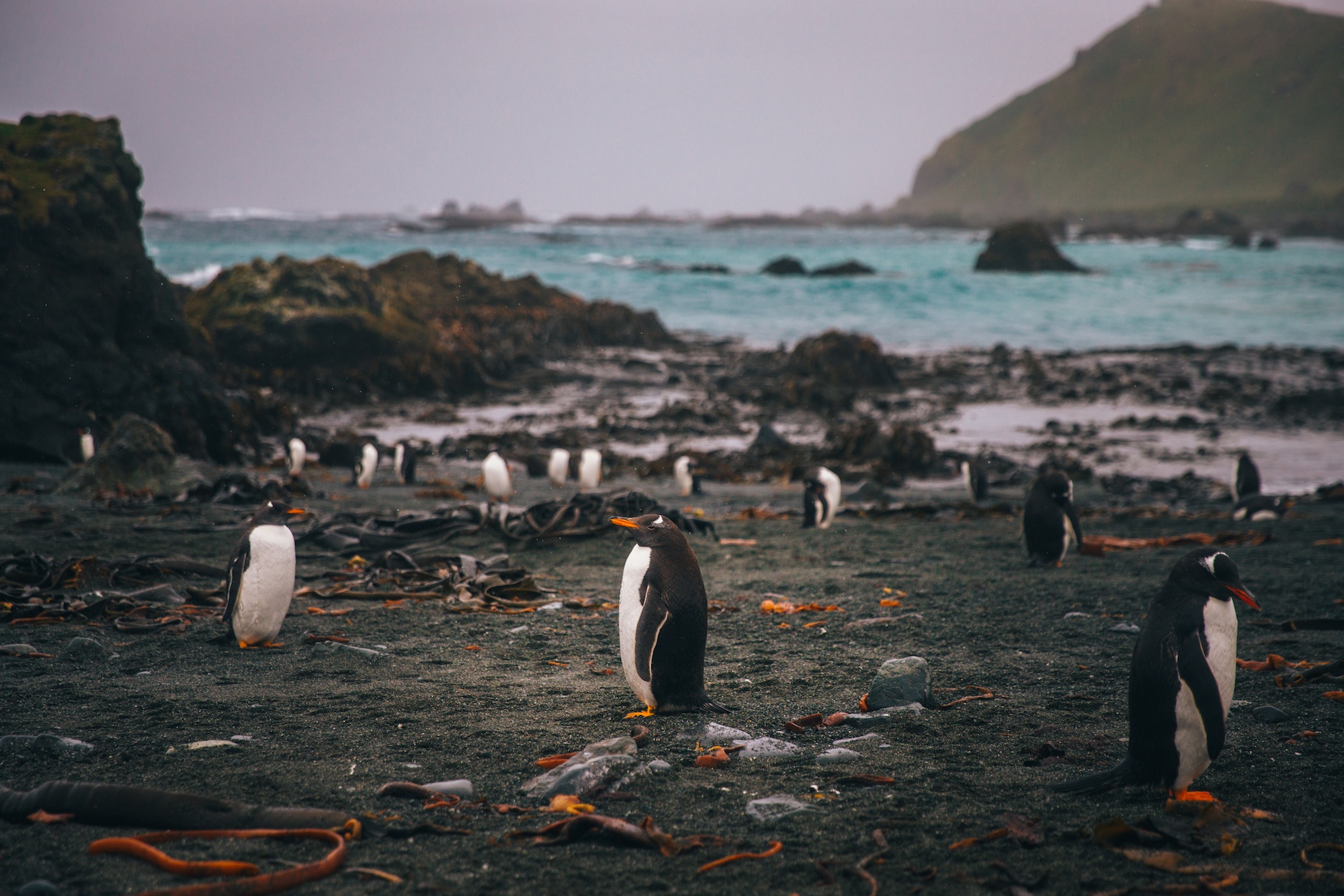 visit Macquarie island