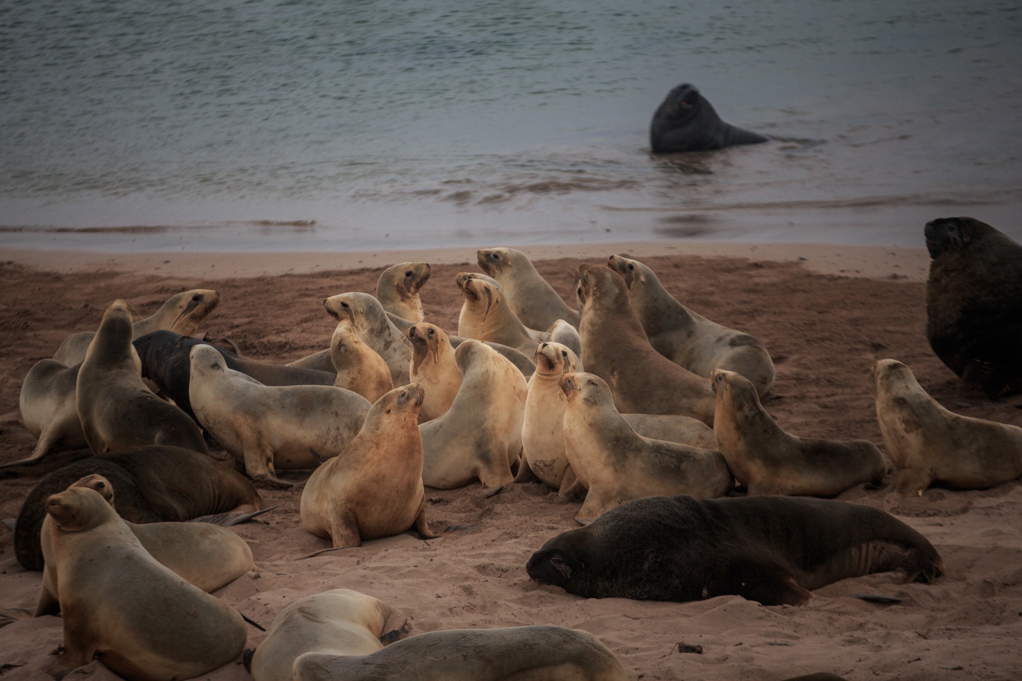 auckland islands travel