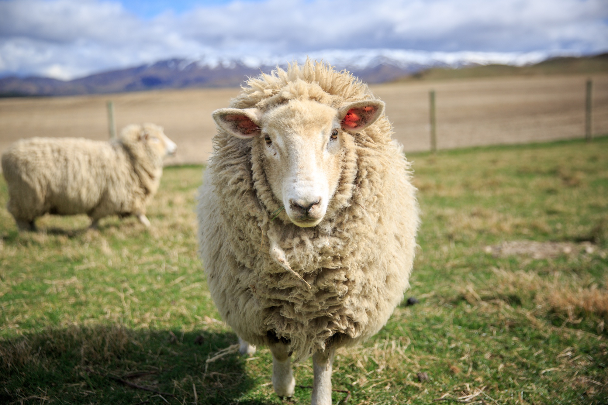 lockdown in New Zealand