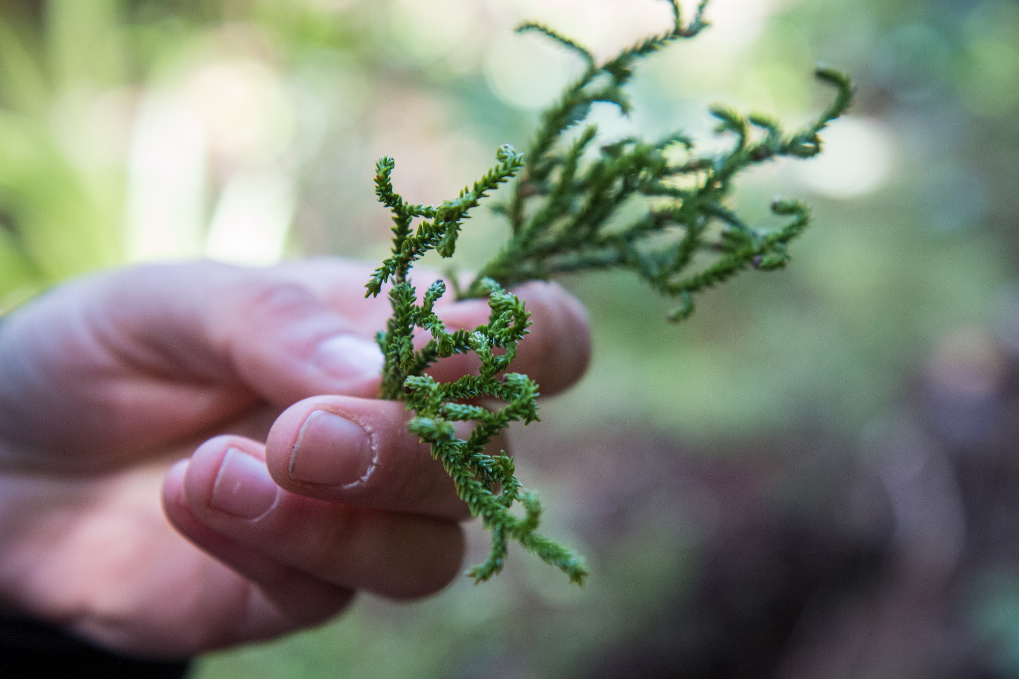 kakapo chicks