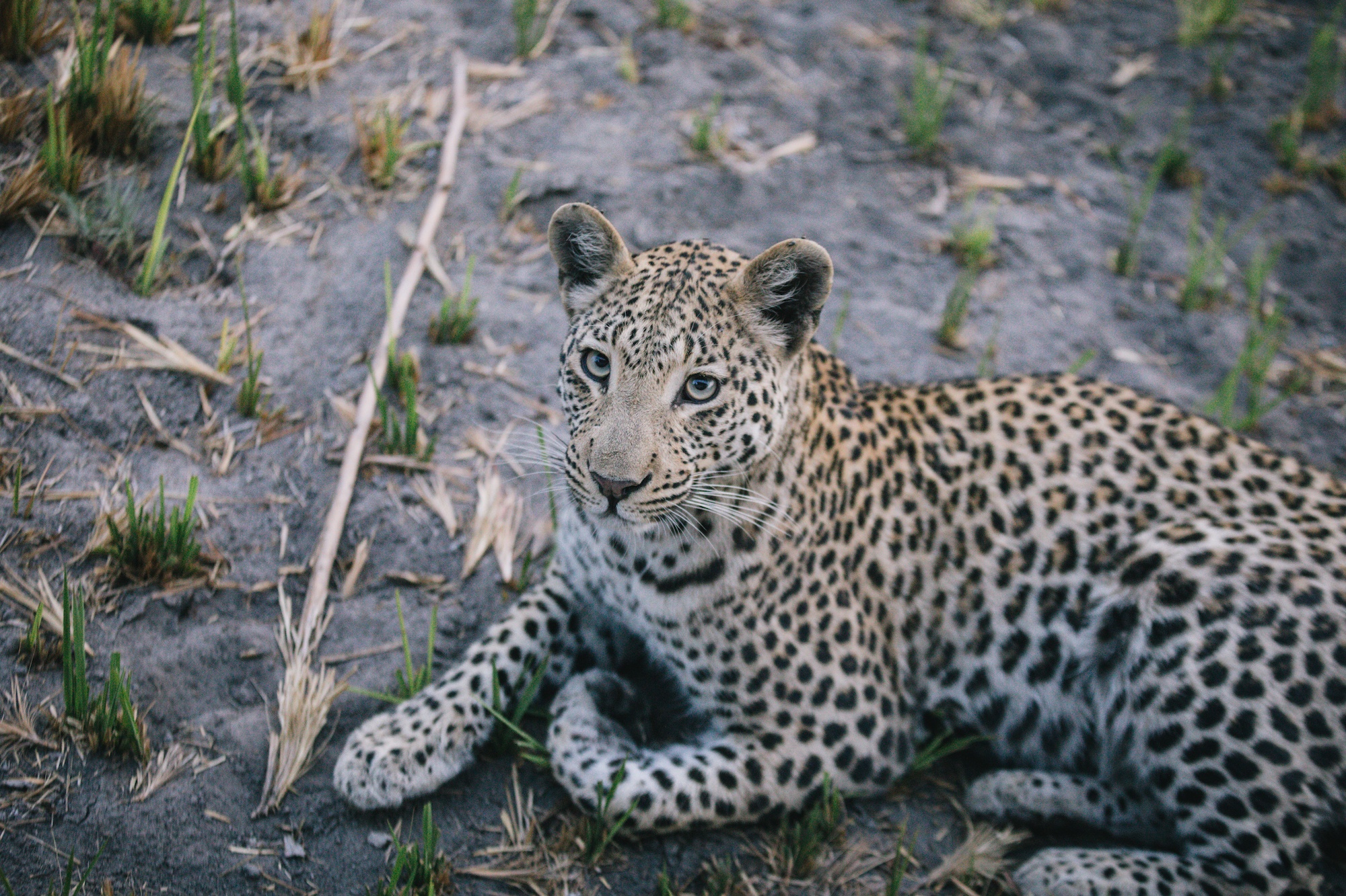 safari in botswana
