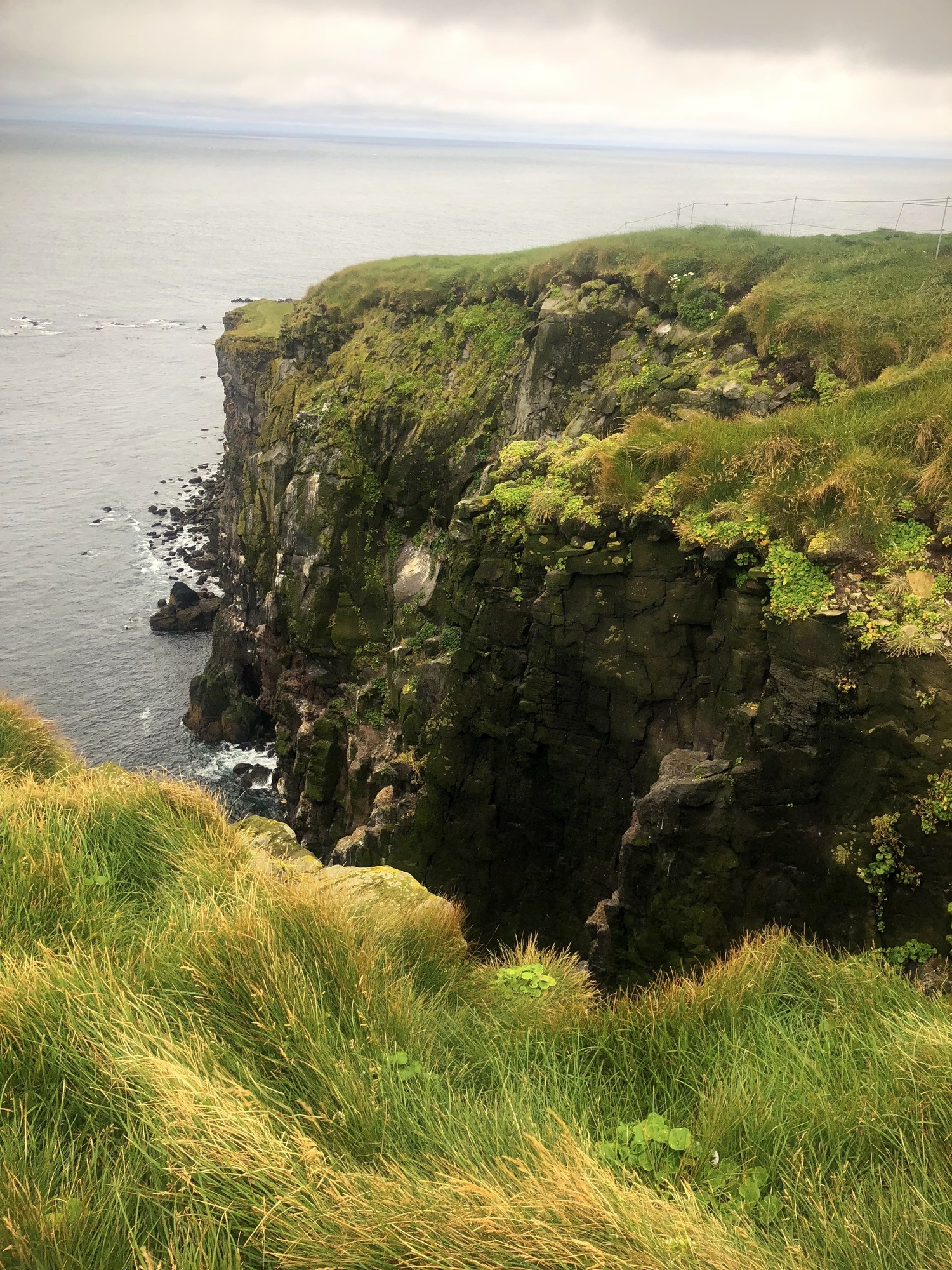 Bird cliff in Iceland