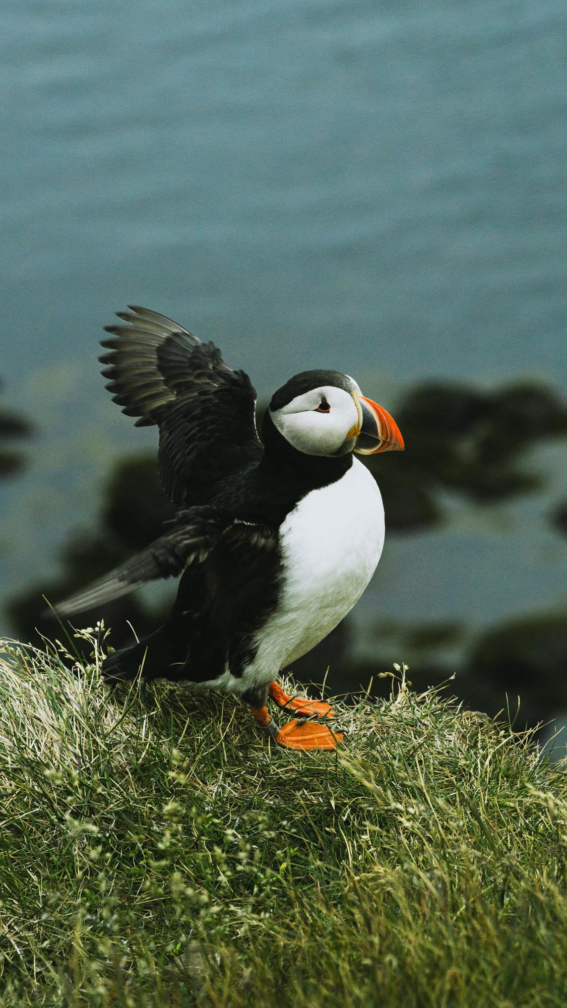 puffin spreads its wings on a cliff