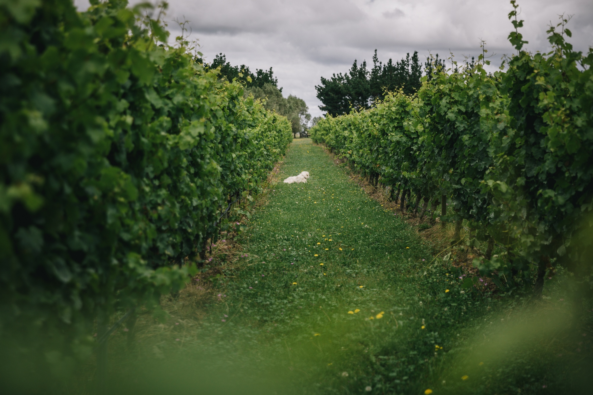 vineyards of north canterbury