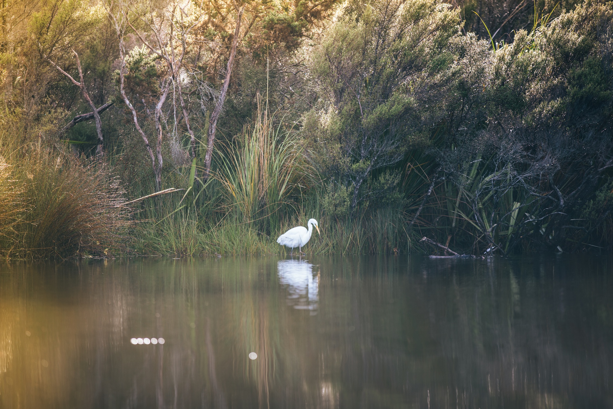 white heron in okarito