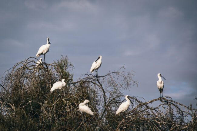 white heron in okarito