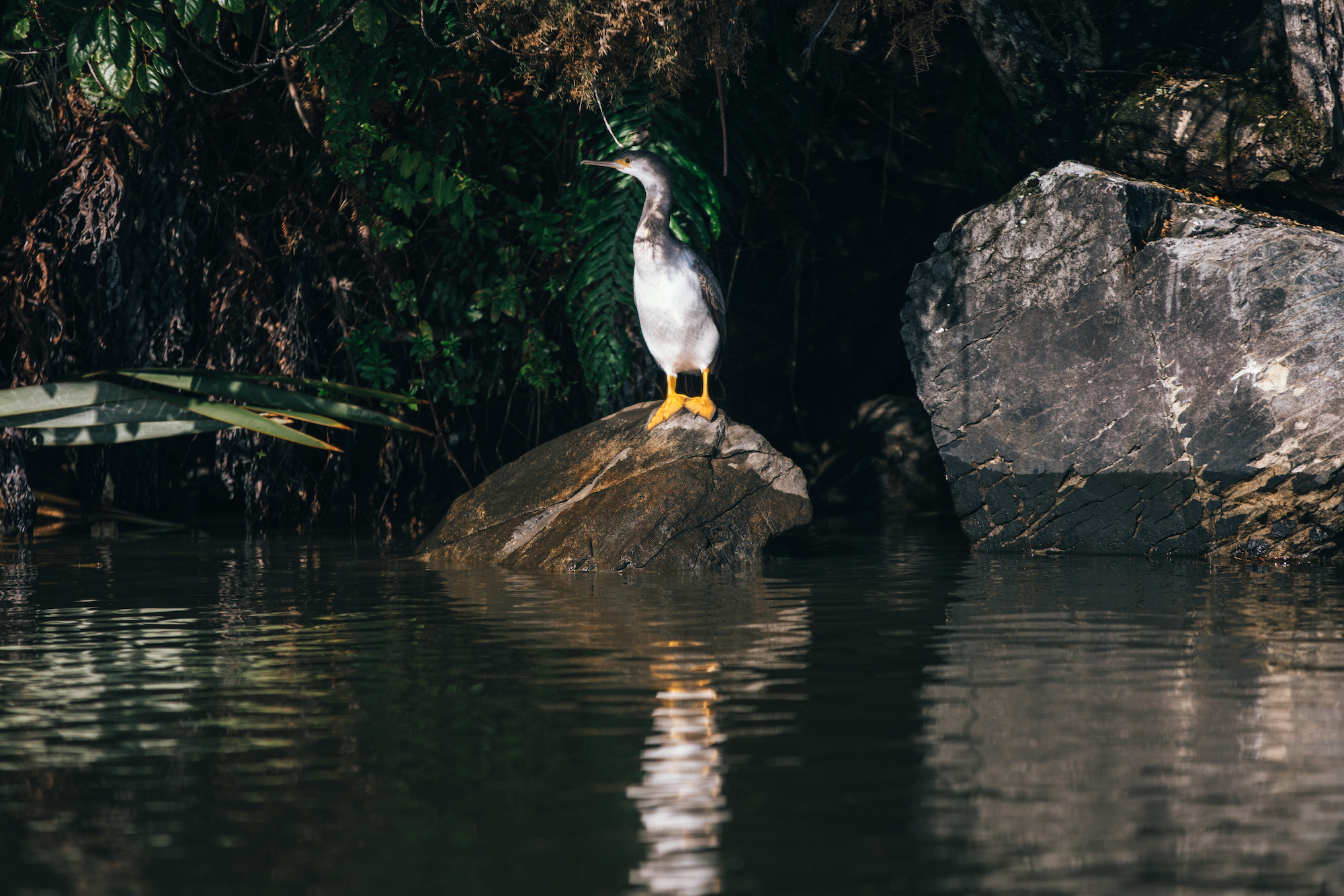 white heron in okarito