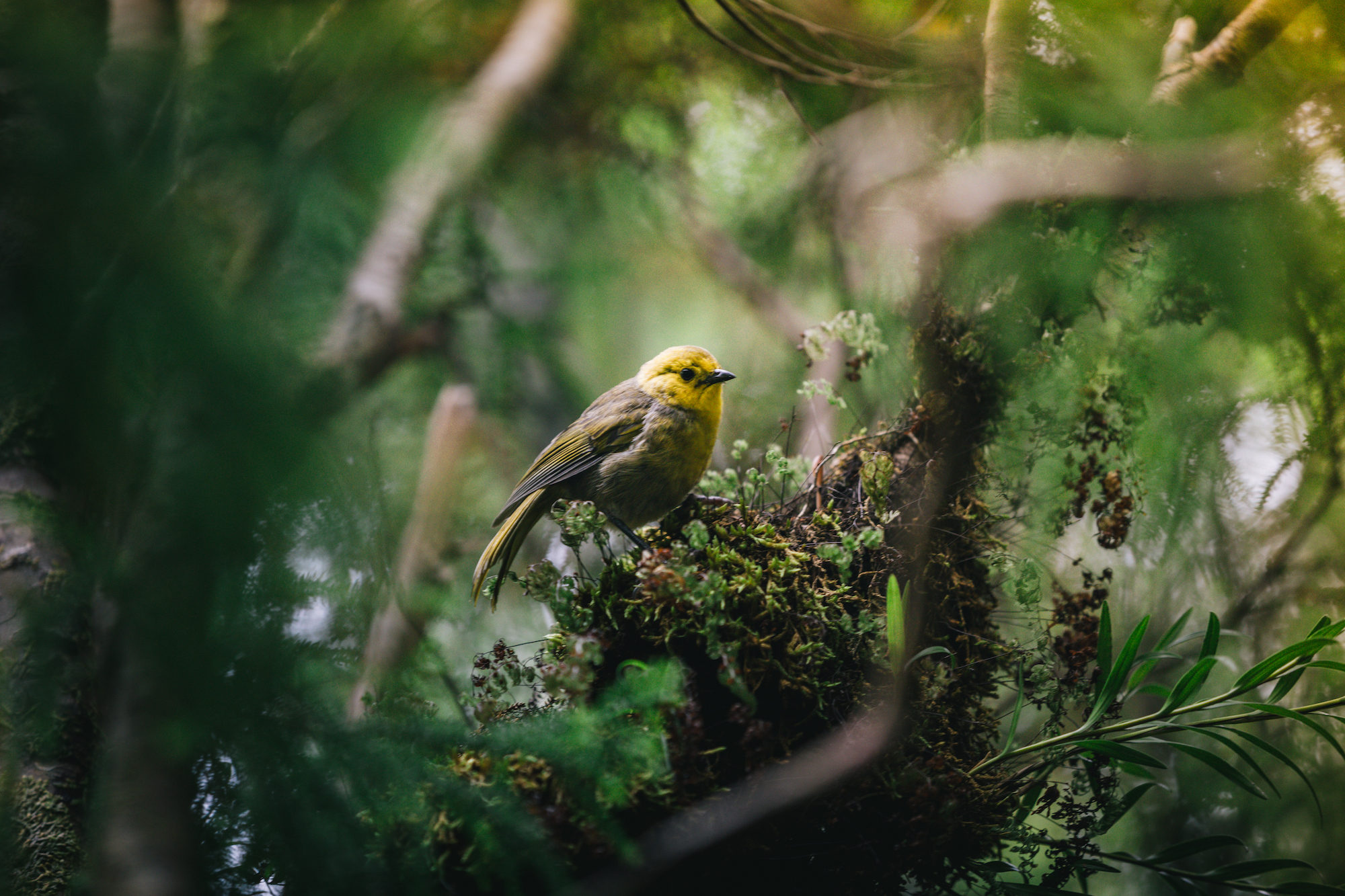 visit fiordland