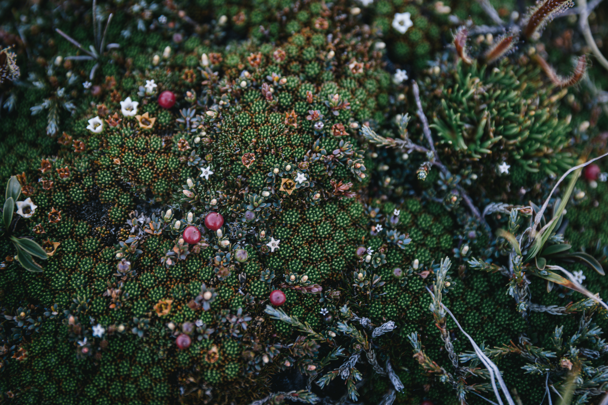 Traverc 1N9A8097-copy Botanizing in the Borland Valley: Fiordland’s best hidden gem  