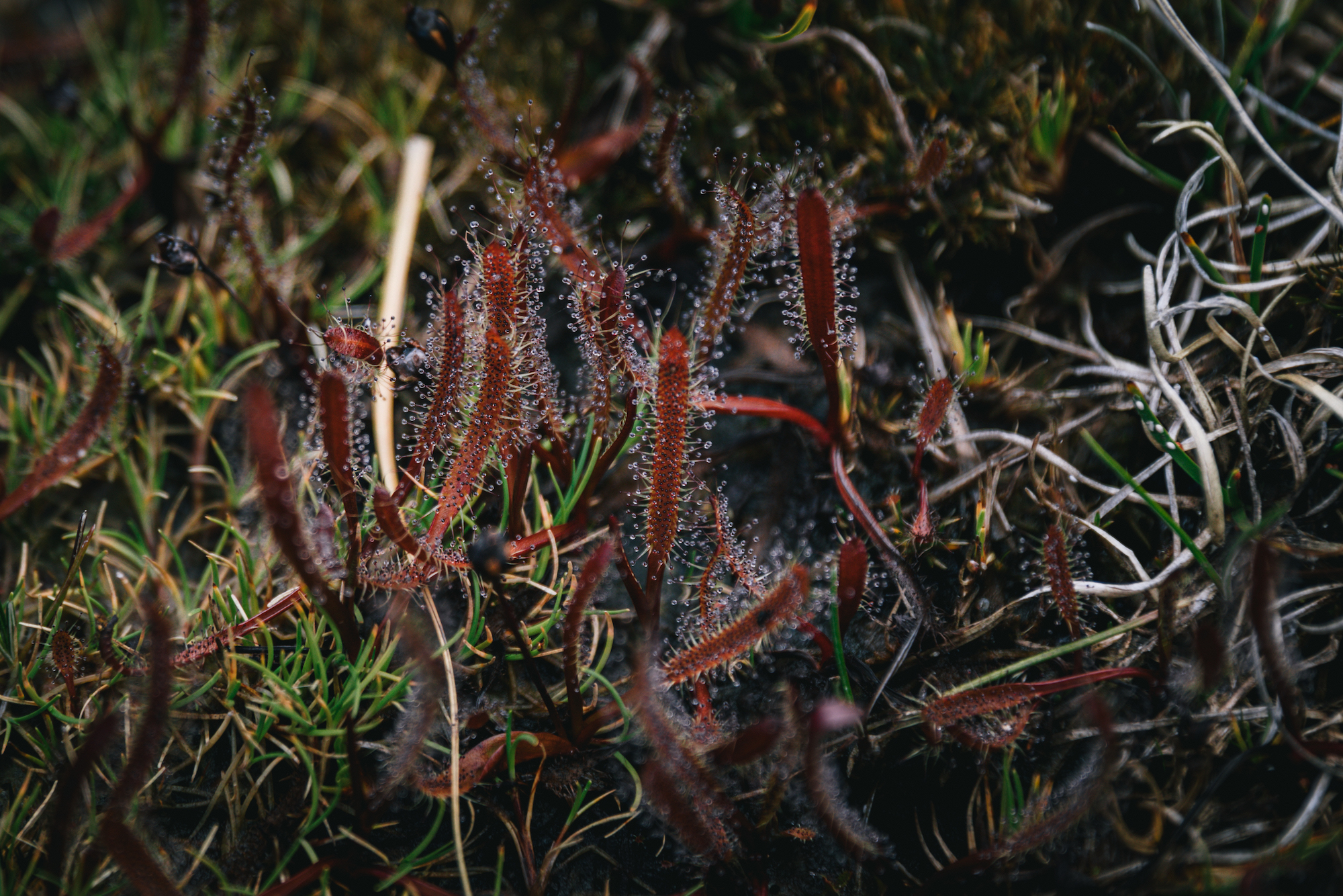 Traverc 1N9A8183-copy Botanizing in the Borland Valley: Fiordland’s best hidden gem  