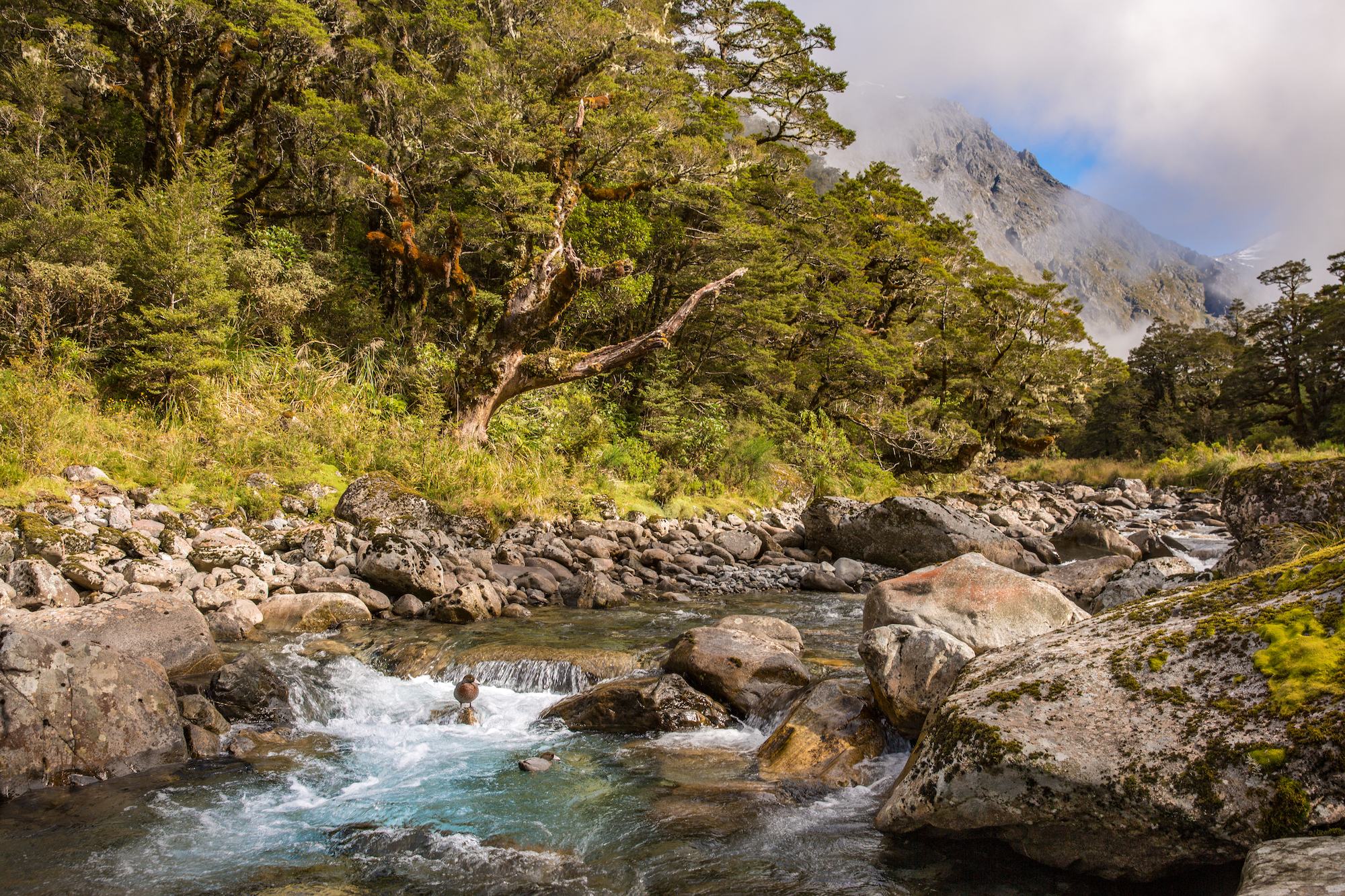 Traverc 0O6A4361 My top 16 things to do in Fiordland for an unforgettable adventure  