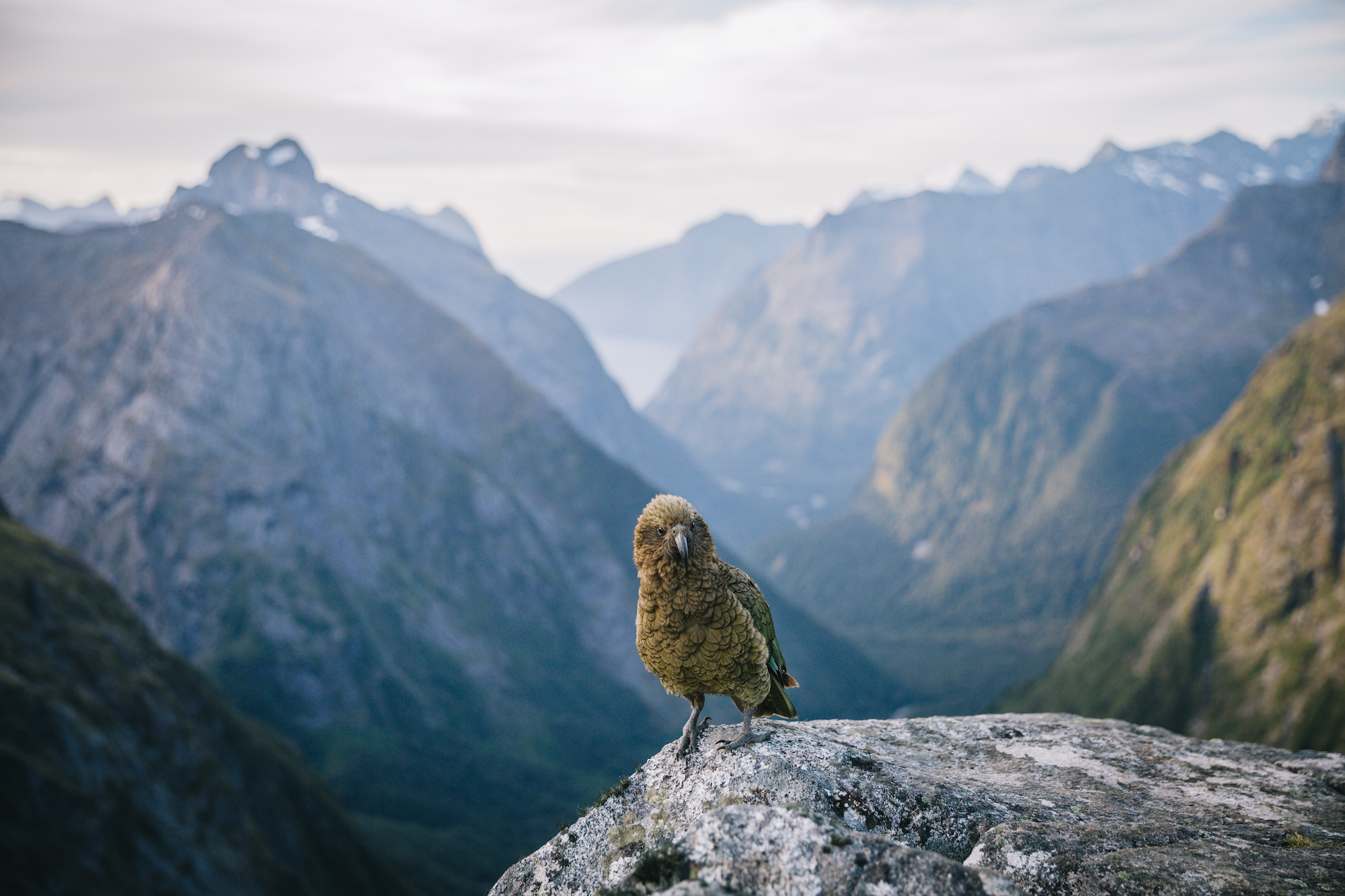 Traverc kea-Gertrude-Saddle My top 16 things to do in Fiordland for an unforgettable adventure  