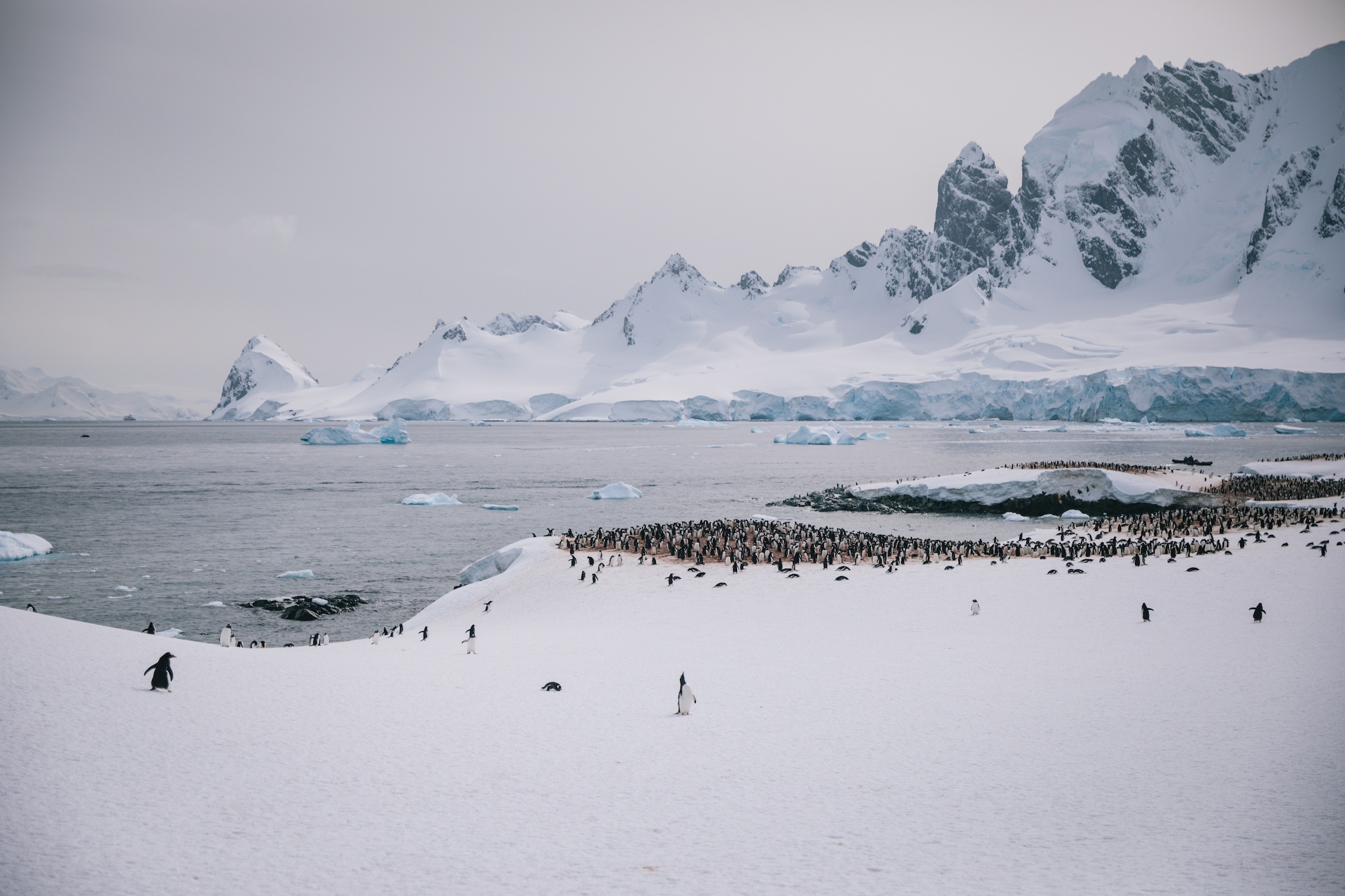 Traverc 017A7496-copy Postcards from Antarctica  