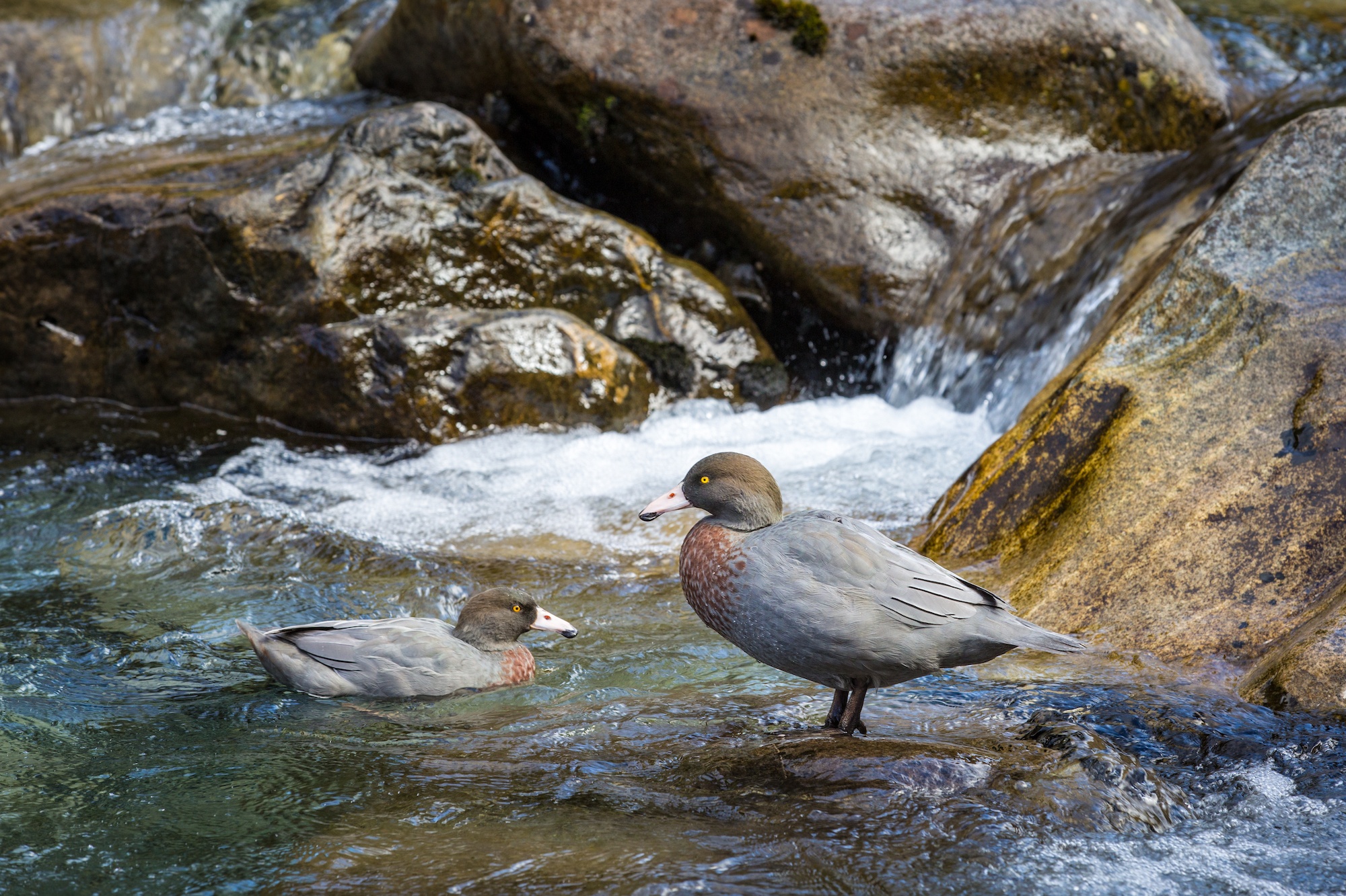 south island birds