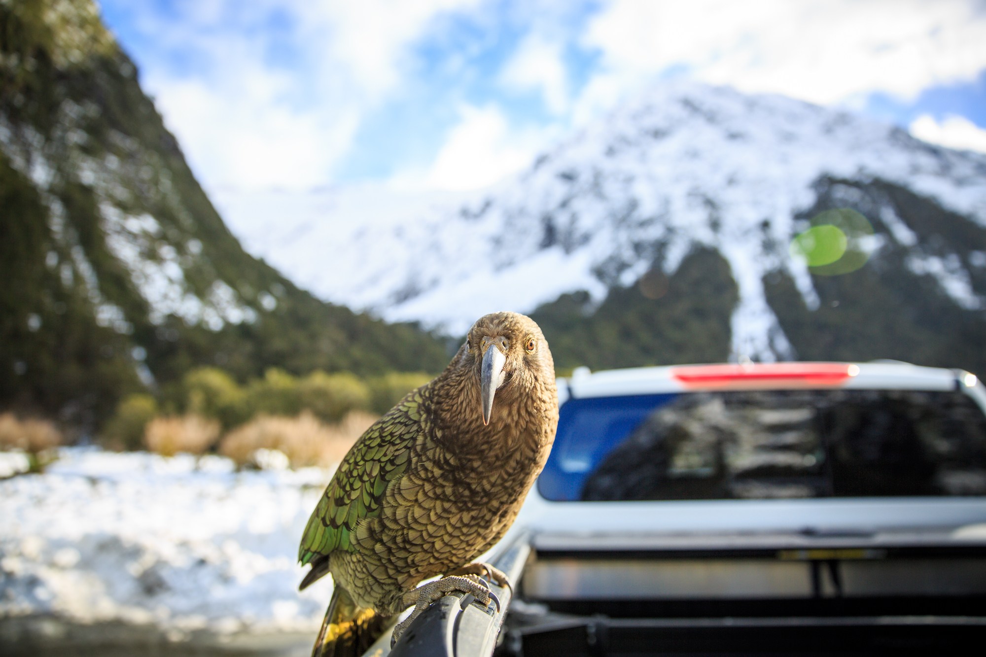Traverc 71A2316 16 birds you might meet on New Zealand’s South Island  