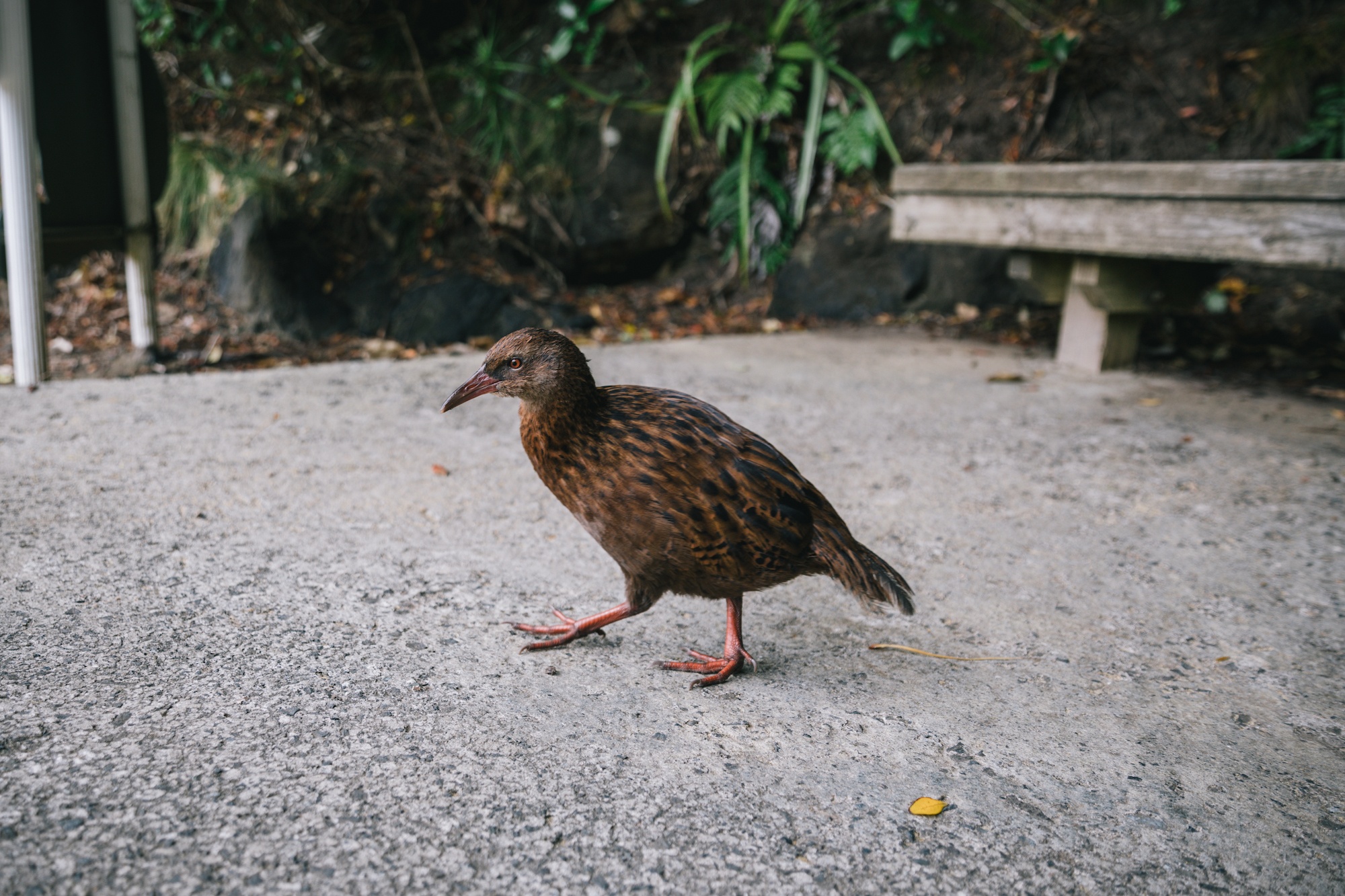 south island birds