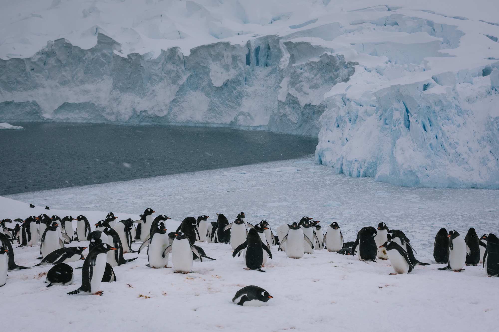 Traverc V5A4765-copy Postcards from Antarctica  