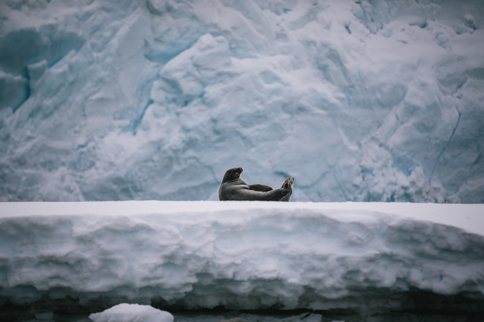 antarctica photos