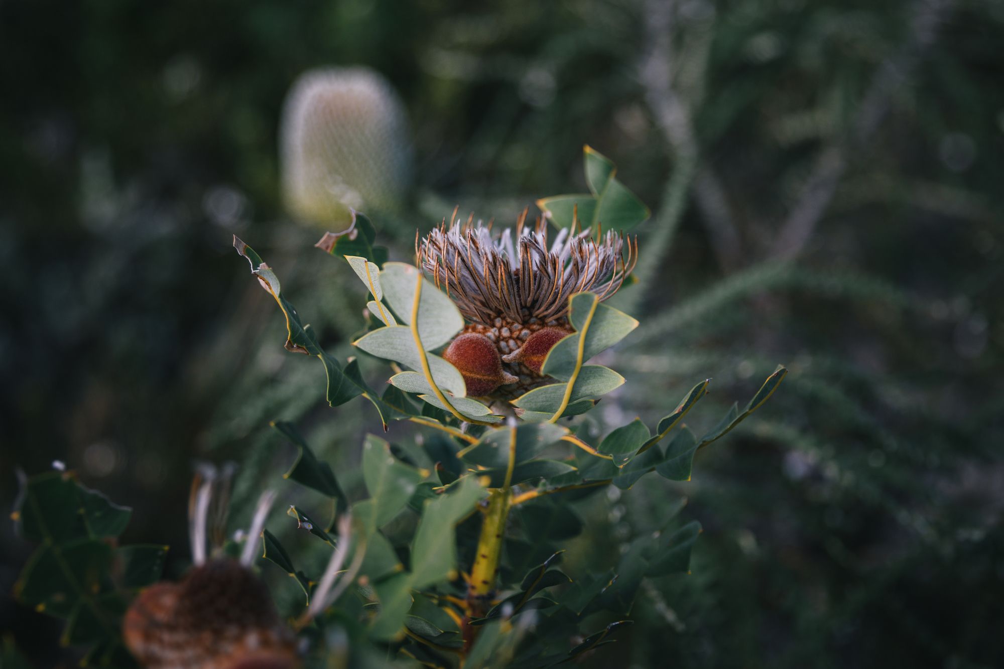 Traverc 017A1644-copy Australia’s Golden Outback is a botanical wonderland  