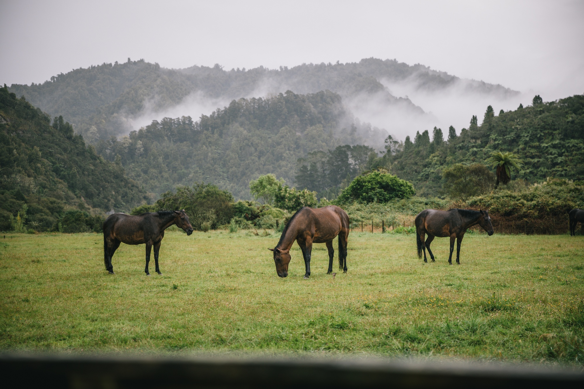 visit Whanganui