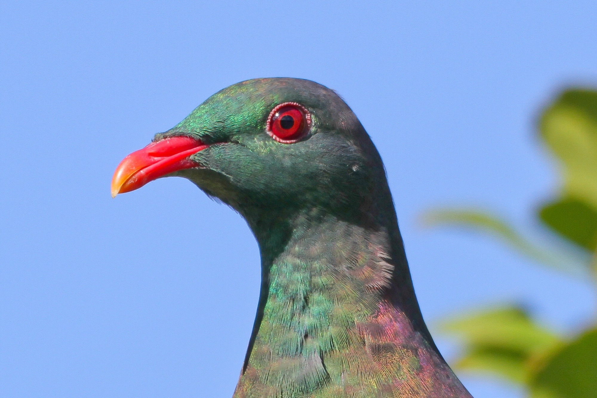 Traverc 16 Meet the chunky, tipsy kererū: New Zealand’s native wood pigeon  