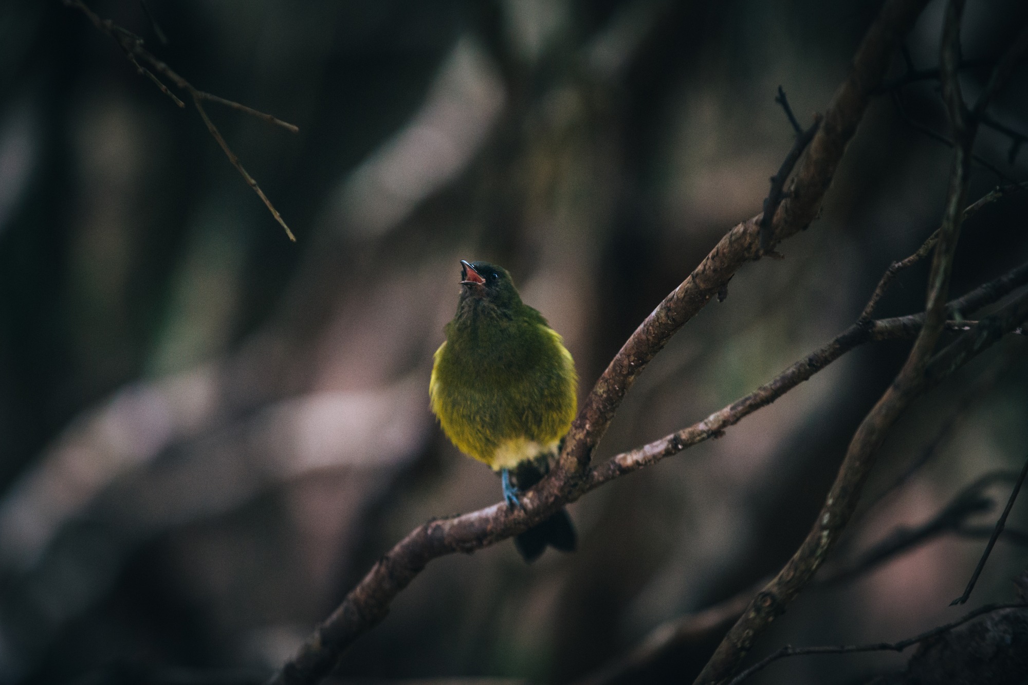 Traverc Photo-25-12-18-7-46-30-AM 16 birds you might meet on New Zealand’s South Island  