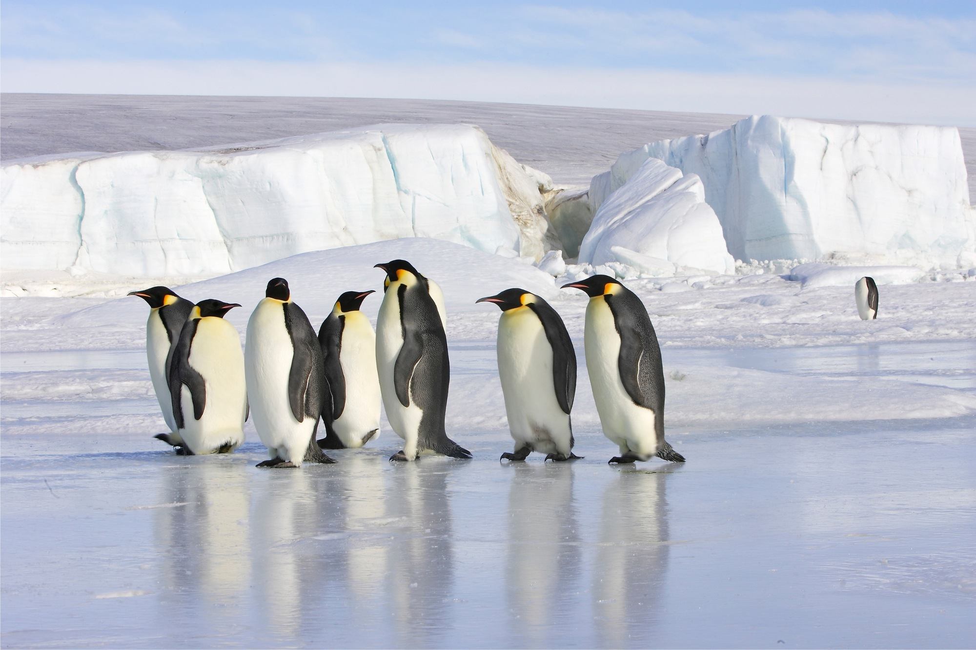 Traverc 24 Penguins you might meet in Antarctica  