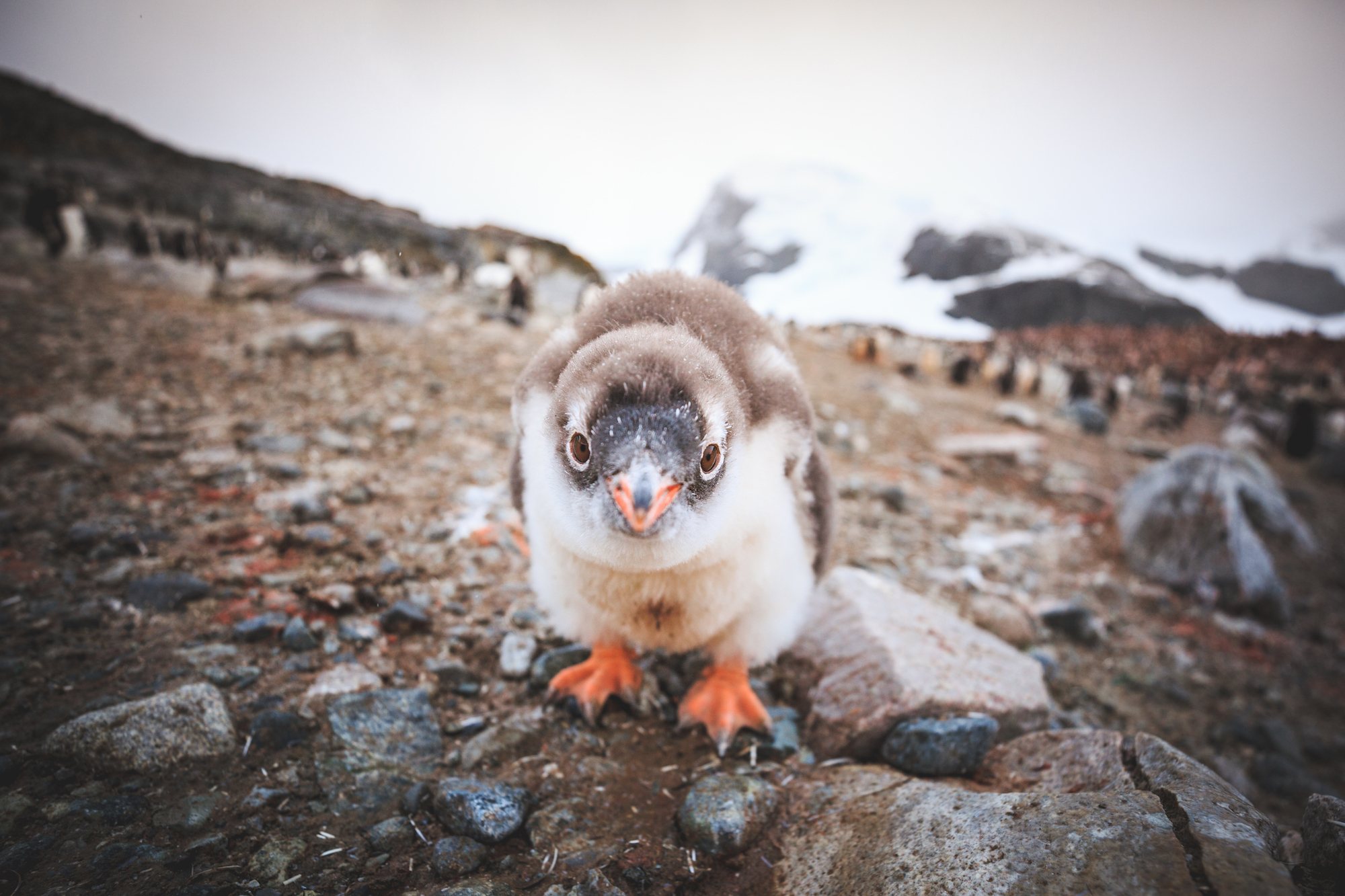 Traverc 71A0452 Penguins you might meet in Antarctica  