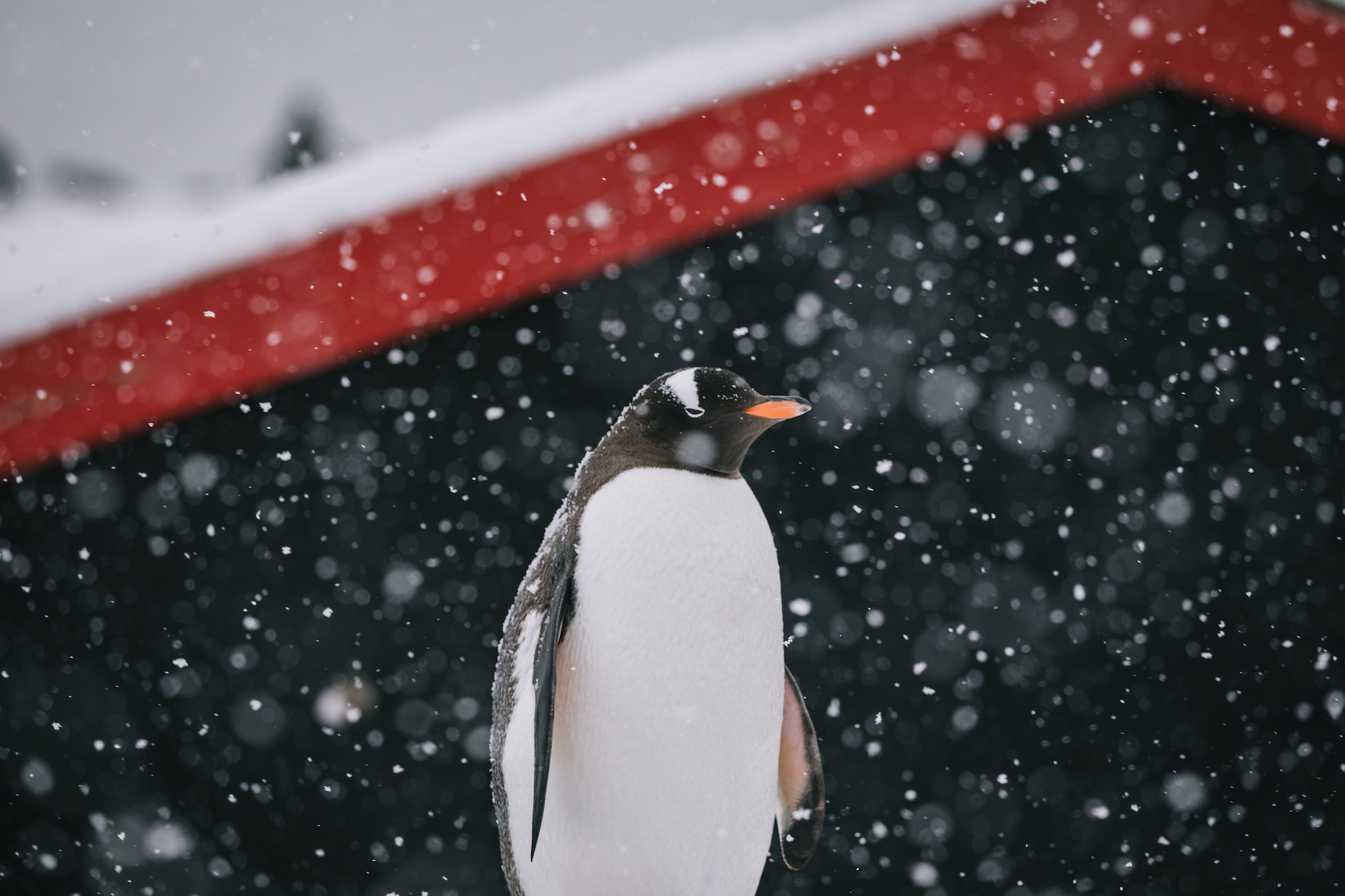 Traverc V5A3978-copy Penguins you might meet in Antarctica  