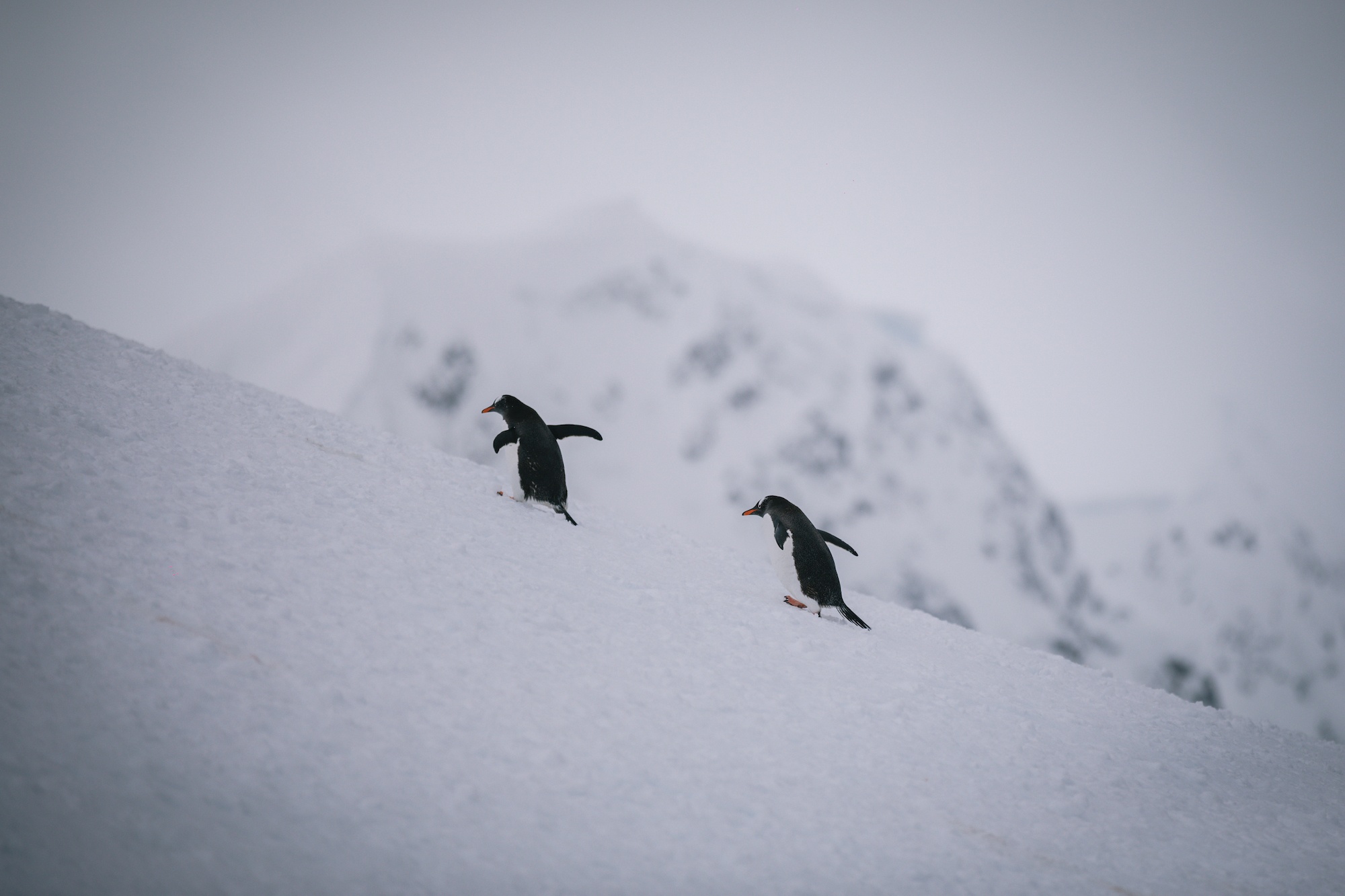 Traverc V5A4710-copy 8 ways Antarctica might unexpectedly change your life  