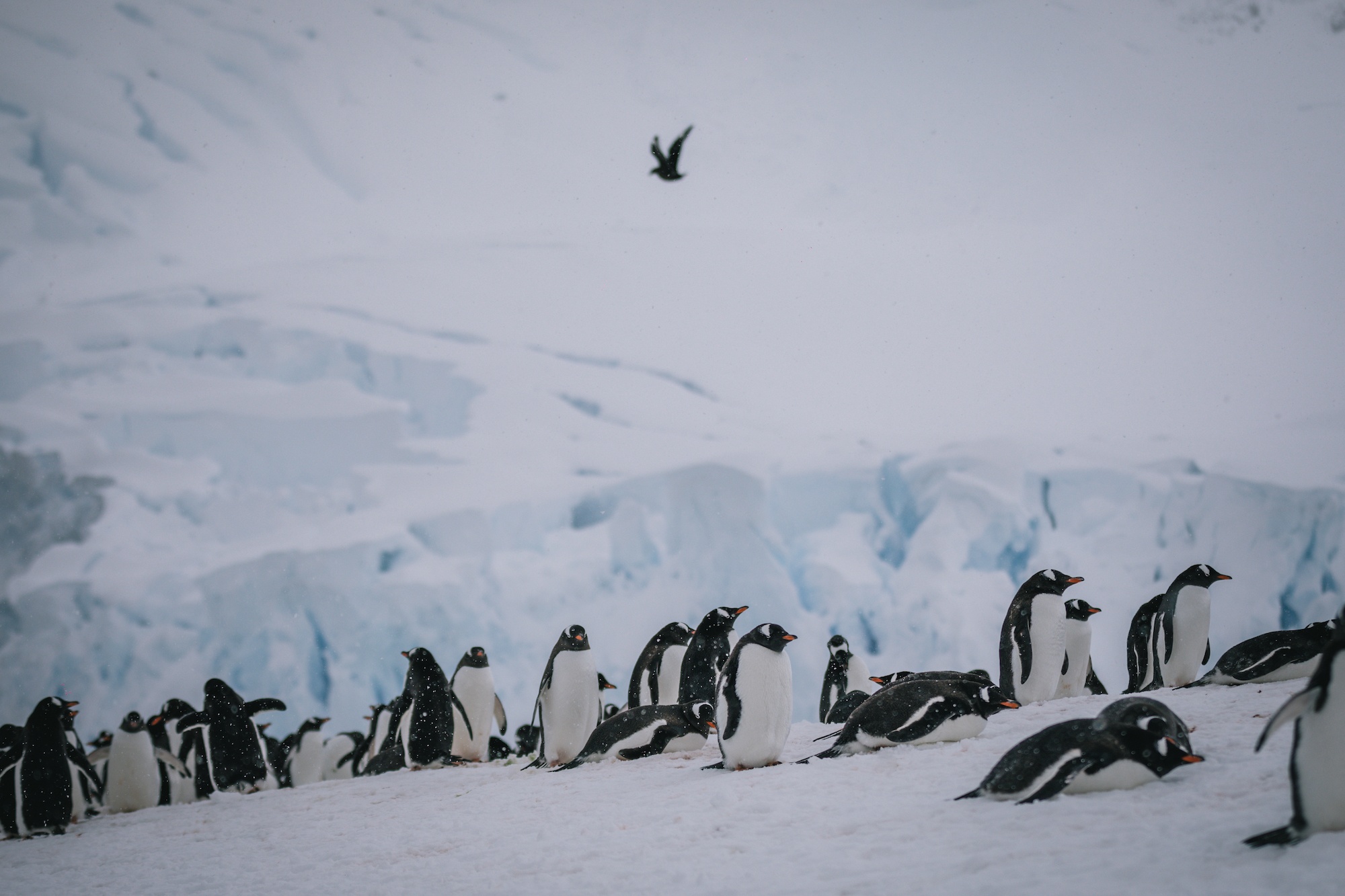 Traverc V5A4753-copy Penguins you might meet in Antarctica  