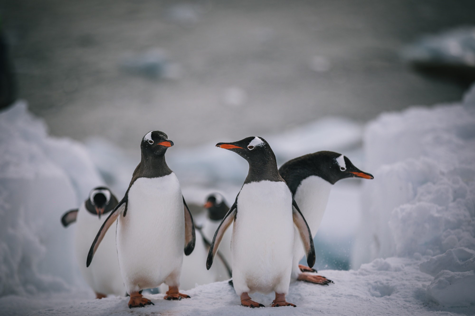Traverc V5A4839-copy Penguins you might meet in Antarctica  