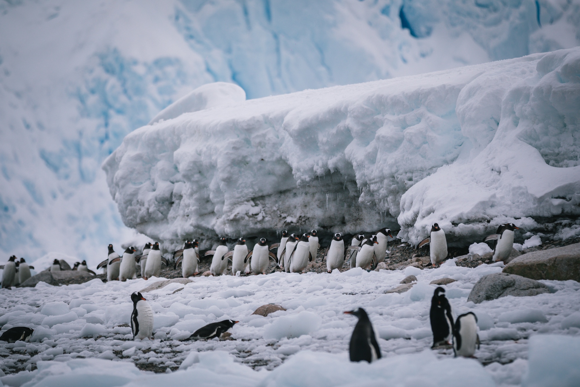 Traverc V5A5003-copy Penguins you might meet in Antarctica  