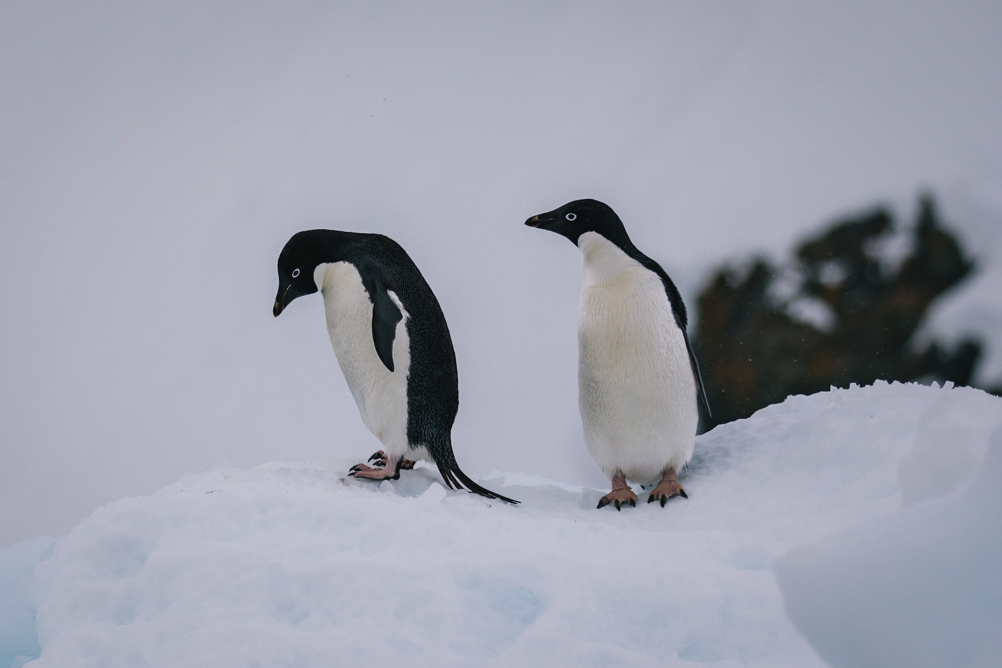 Traverc V5A7901-copy Penguins you might meet in Antarctica  