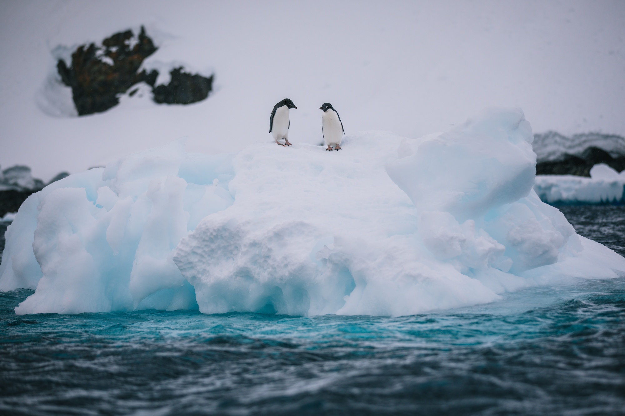 Traverc V5A7912-copy Penguins you might meet in Antarctica  