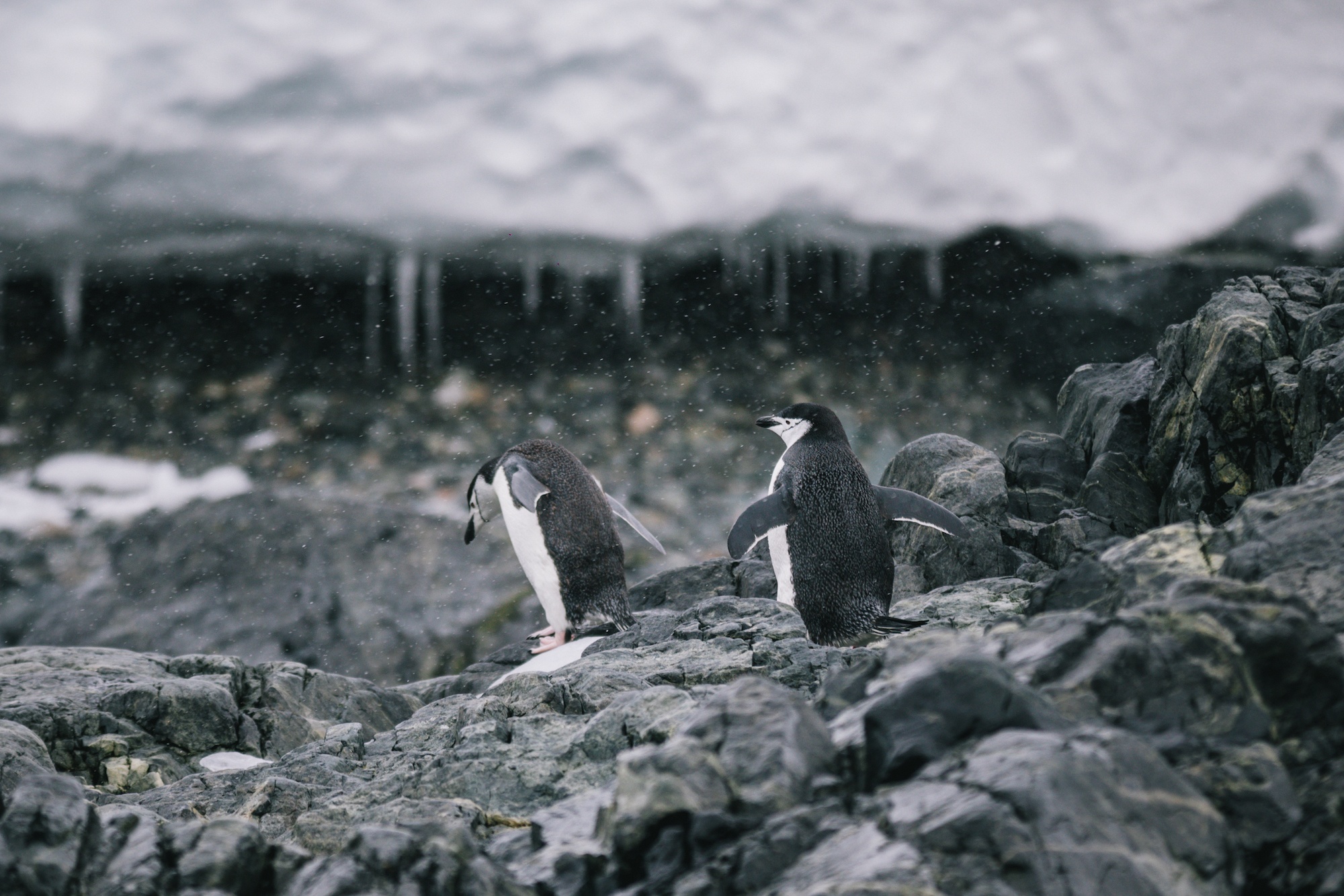 Traverc V5A7929-copy Penguins you might meet in Antarctica  