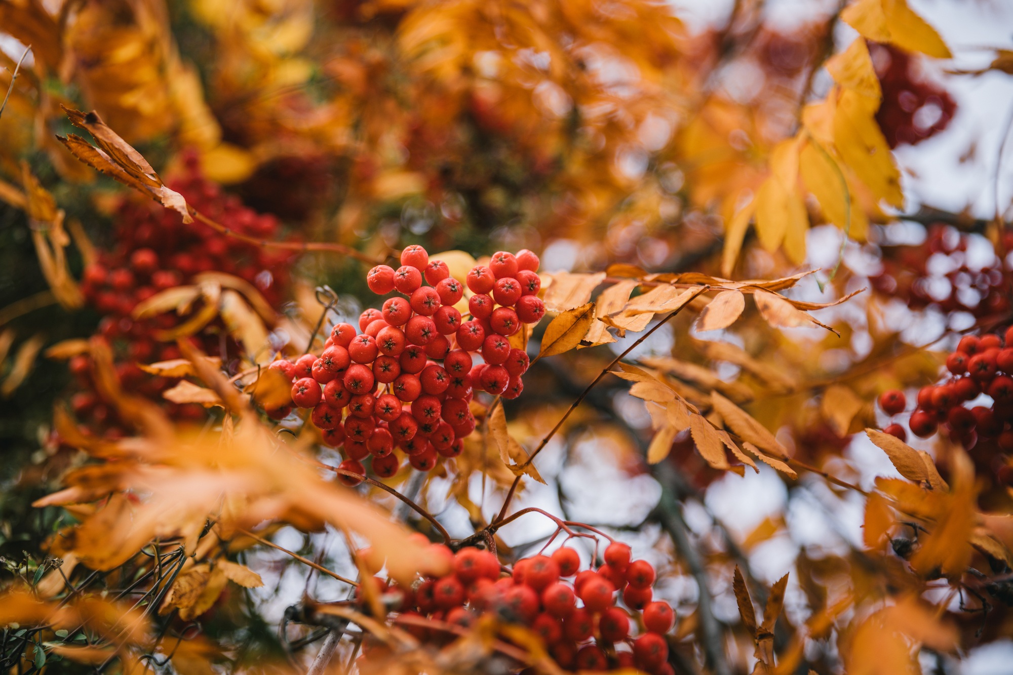 Arrowtown in autumn