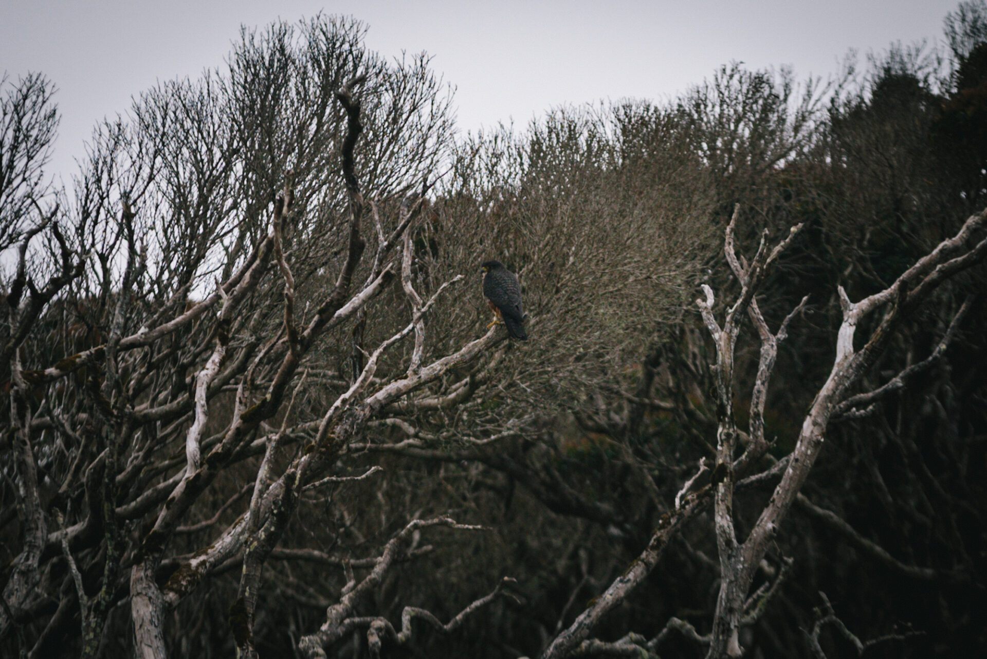 Karearea (NZ Falcon) main image 1