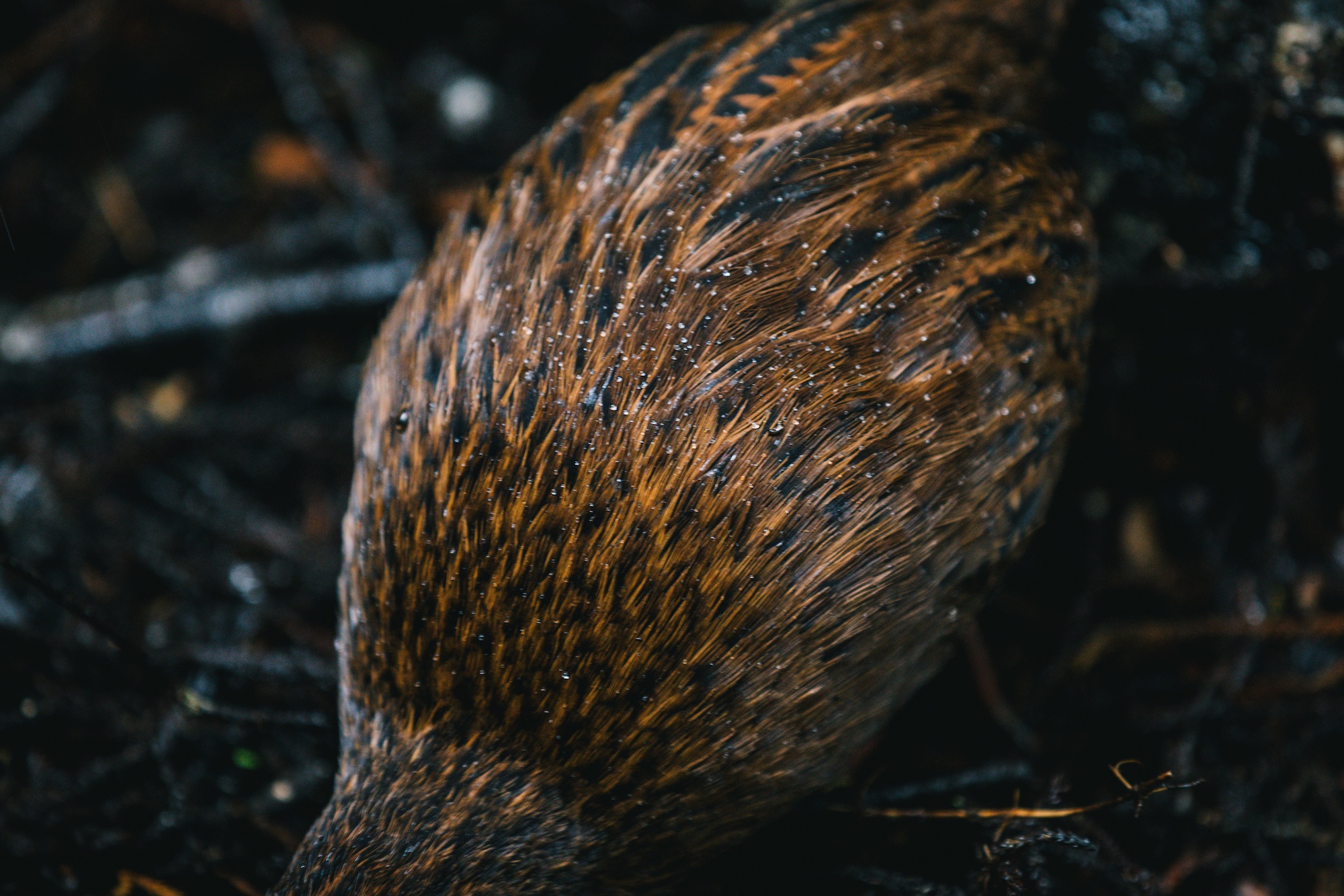 Traverc V5A8982-copy In defense of the bold and fearless weka: New Zealand’s most unruly bird  