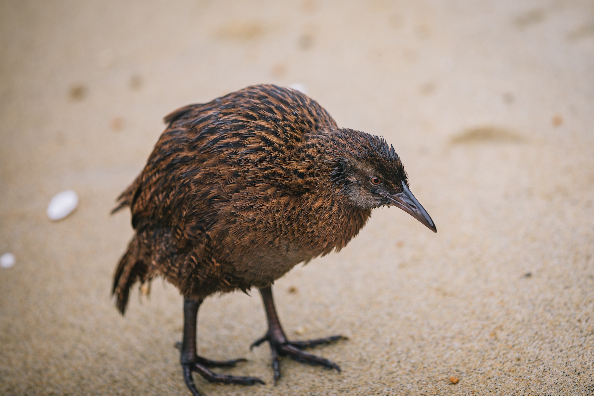 Traverc V5A9164-copy In defense of the bold and fearless weka: New Zealand’s most unruly bird  