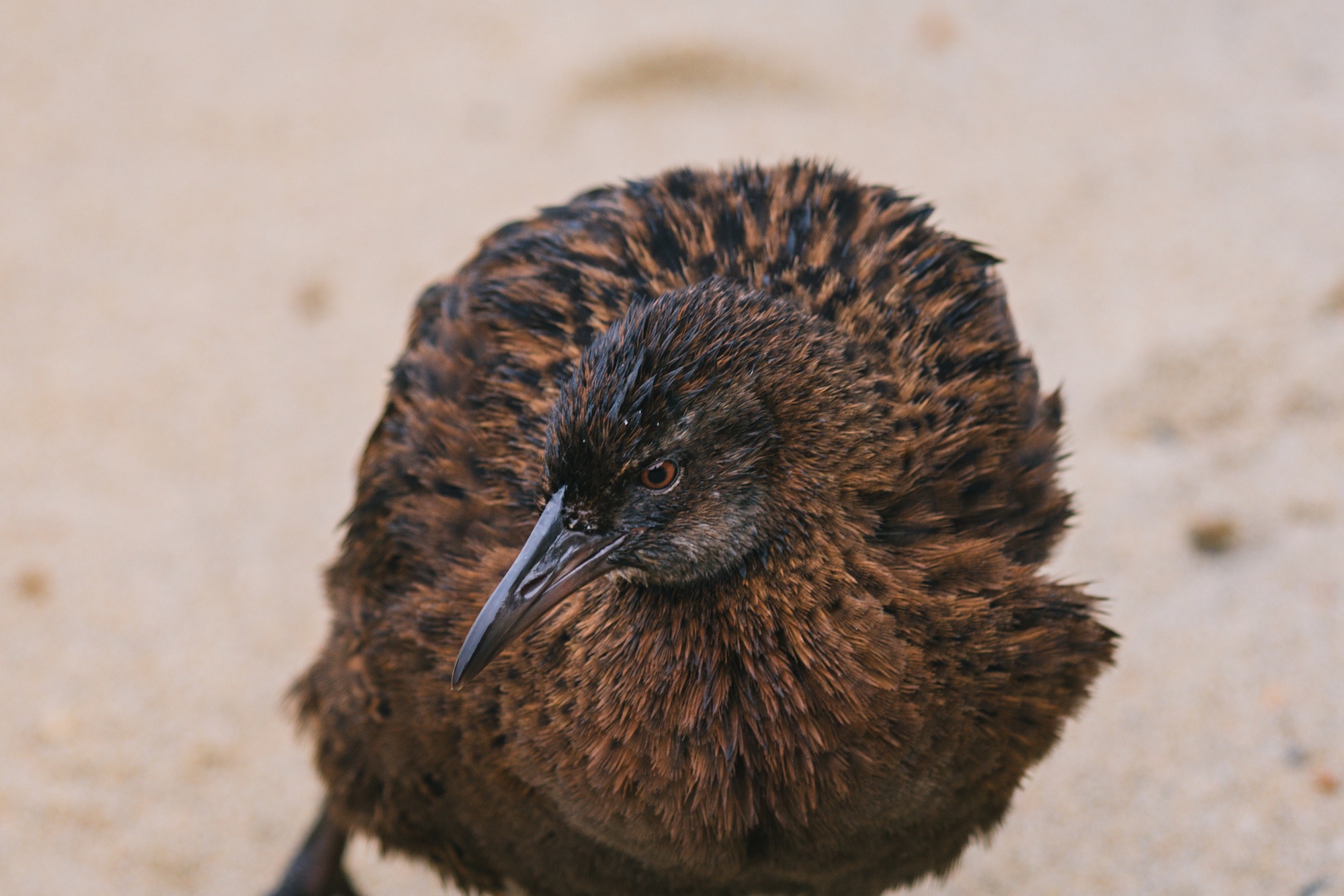 Traverc V5A9166-copy In defense of the bold and fearless weka: New Zealand’s most unruly bird  