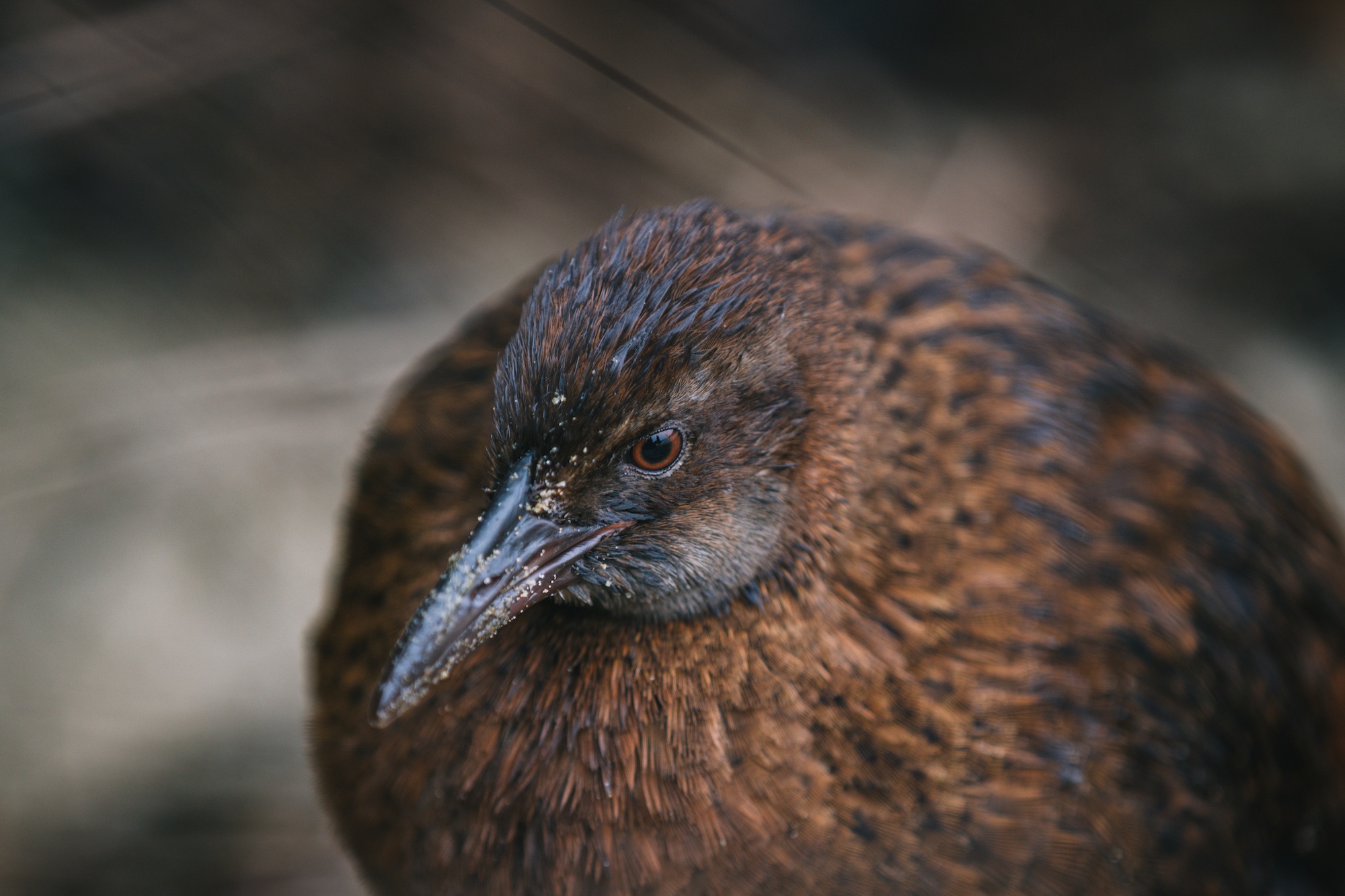 Traverc V5A9217-copy In defense of the bold and fearless weka: New Zealand’s most unruly bird  