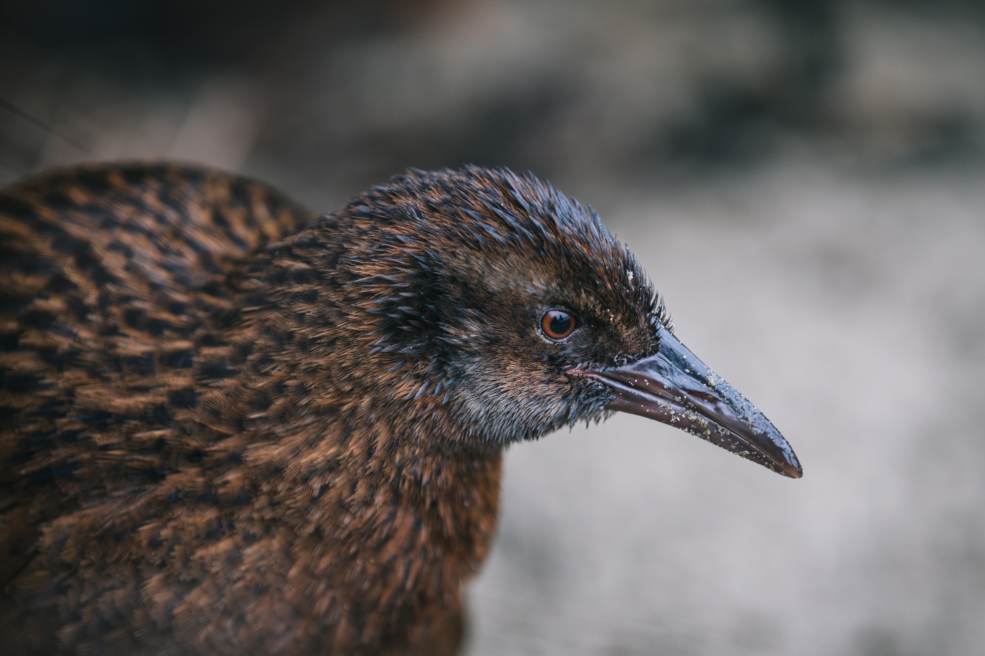 Traverc V5A9218-copy In defense of the bold and fearless weka: New Zealand’s most unruly bird  