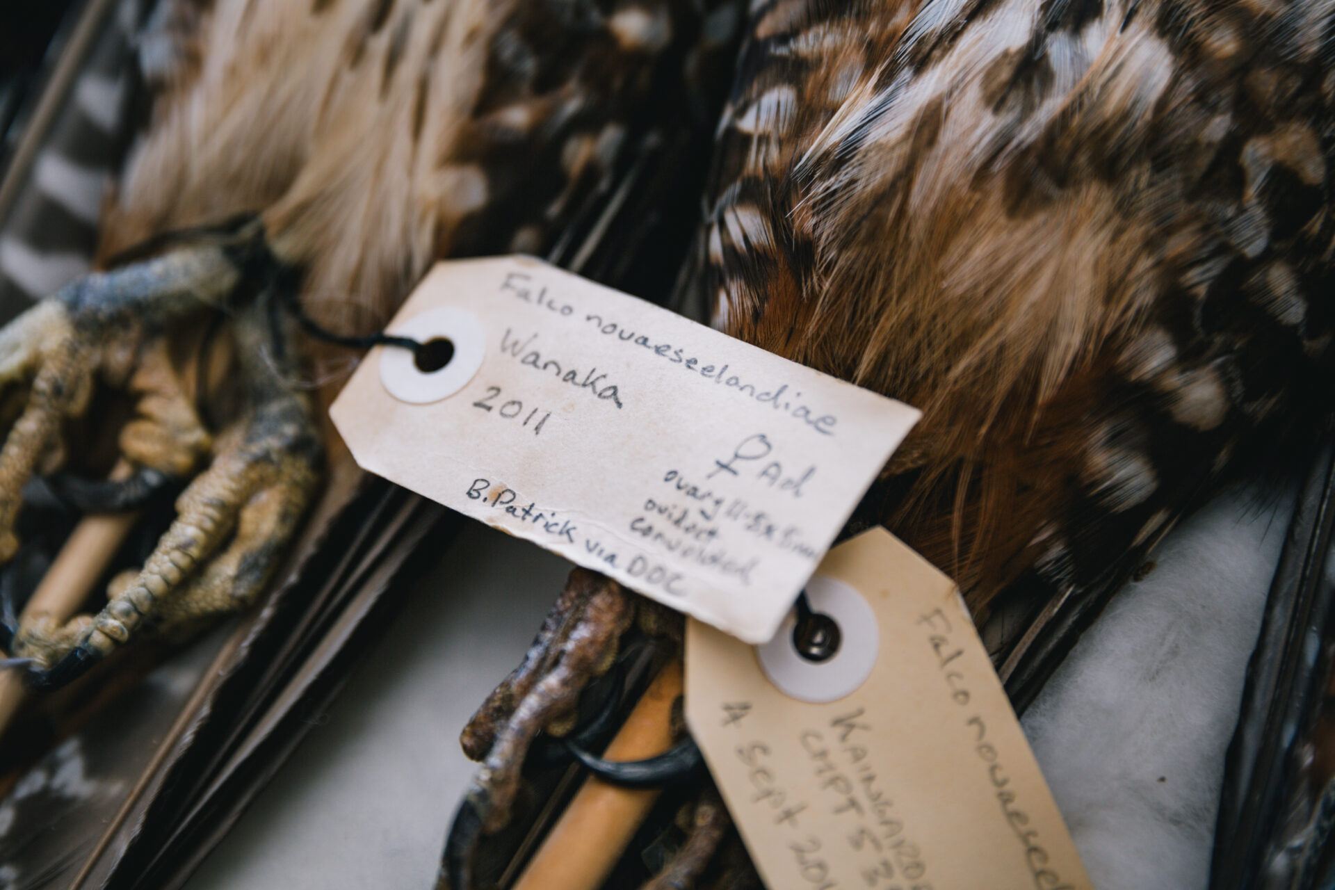 Karearea (NZ Falcon)