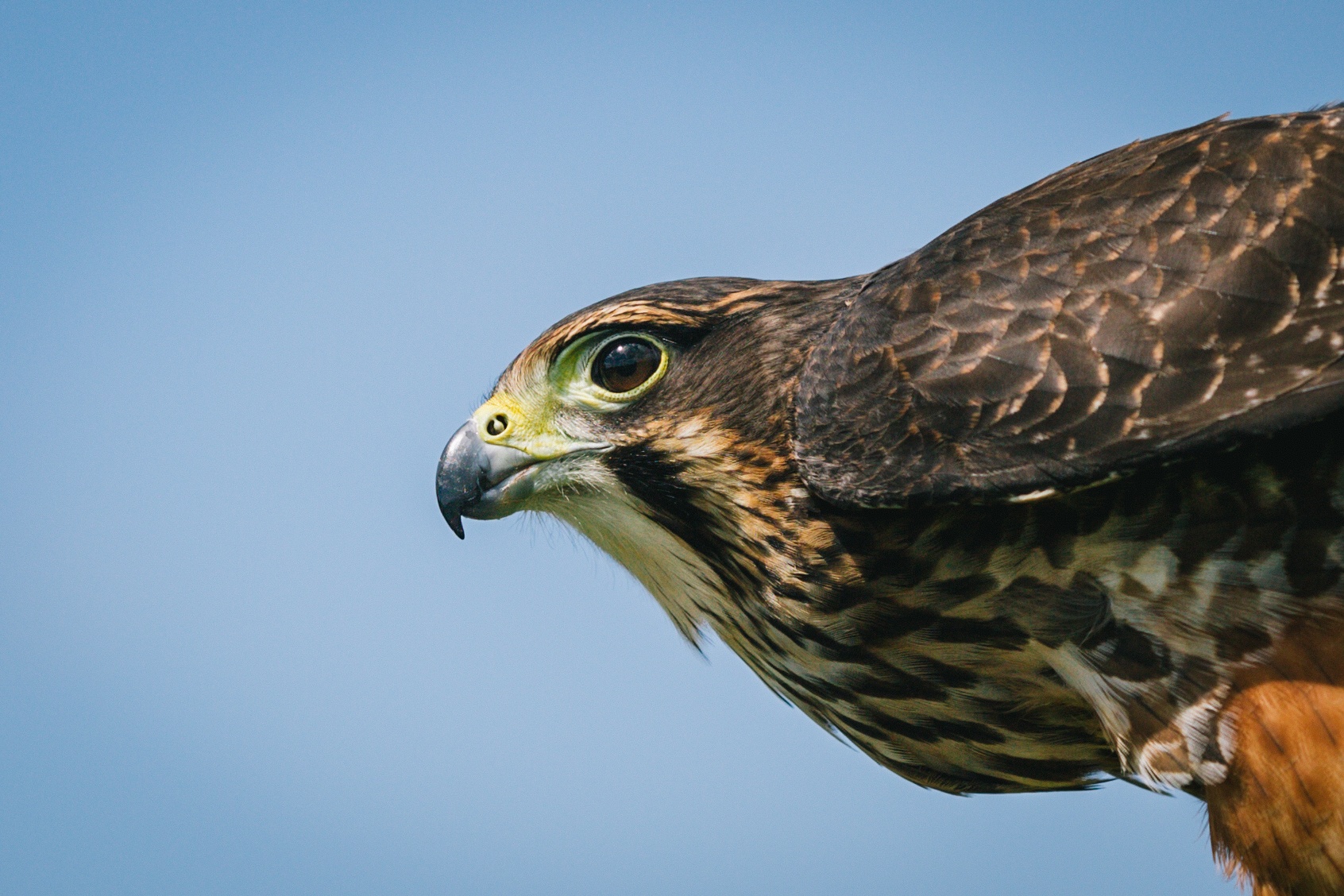 Traverc 71A7422-copy Kārearea: the mysterious New Zealand falcon  