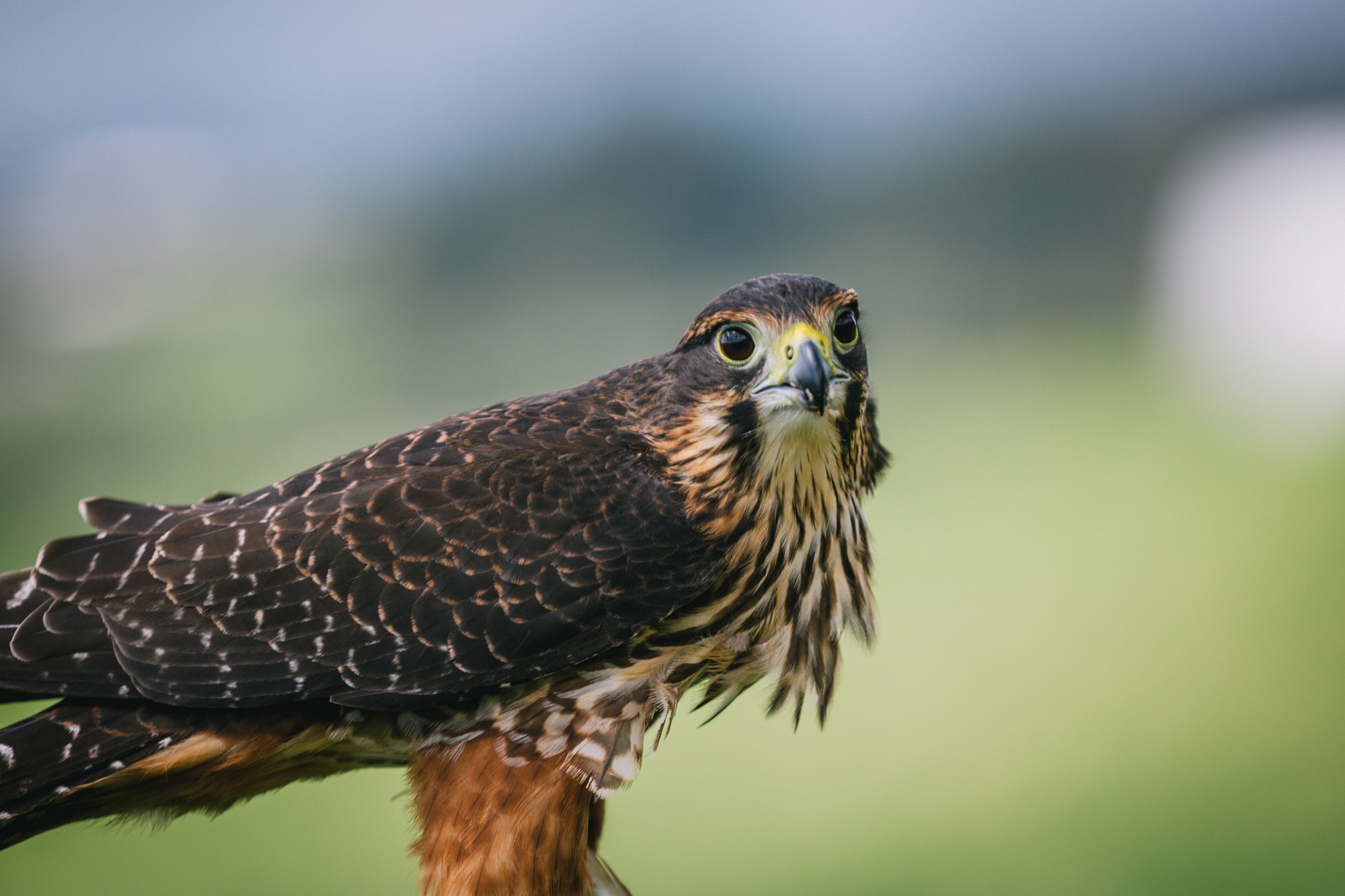 Traverc 71A7451-copy-scaled Kārearea: the mysterious New Zealand falcon  