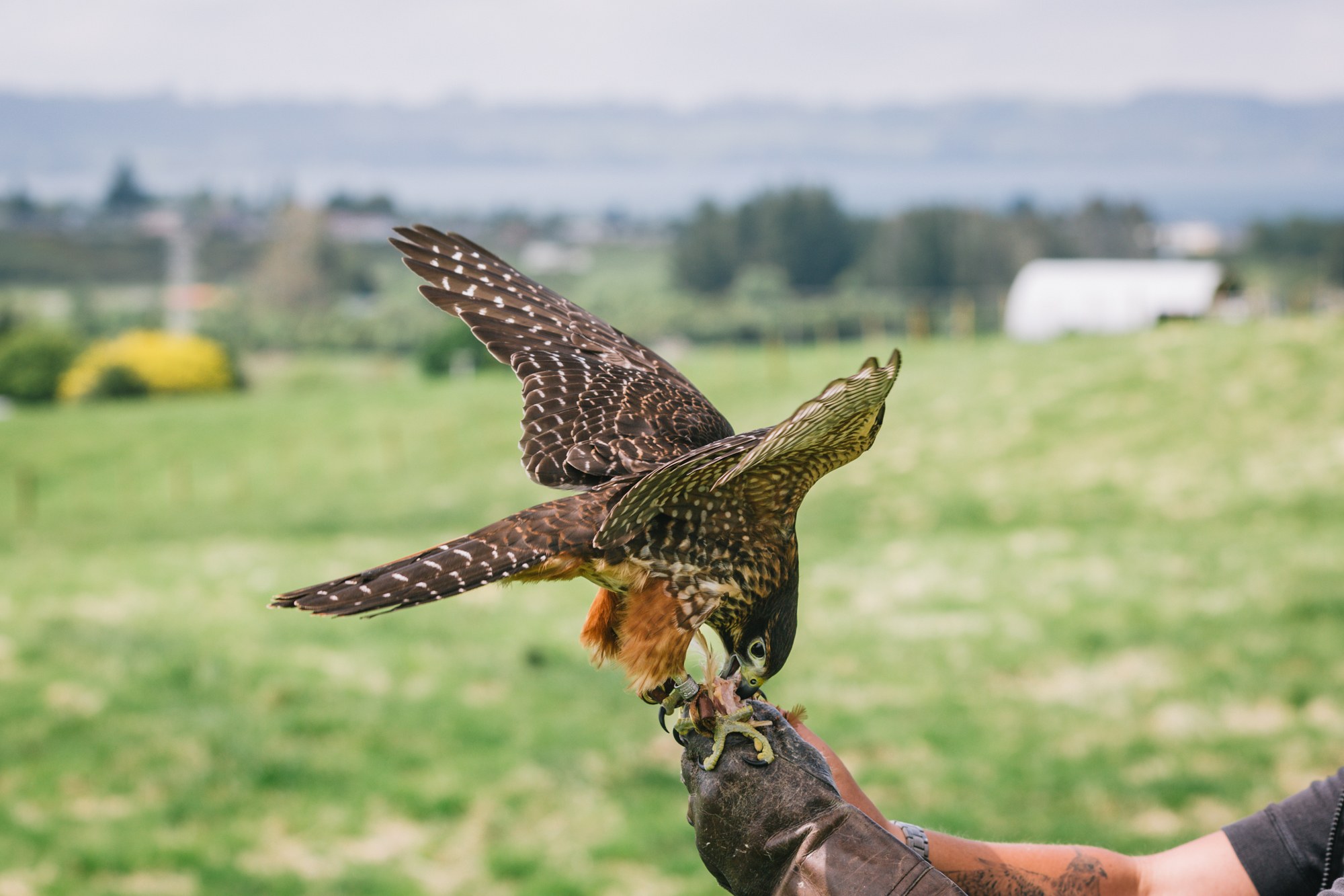 Traverc 71A7468-copy-scaled Kārearea: the mysterious New Zealand falcon  