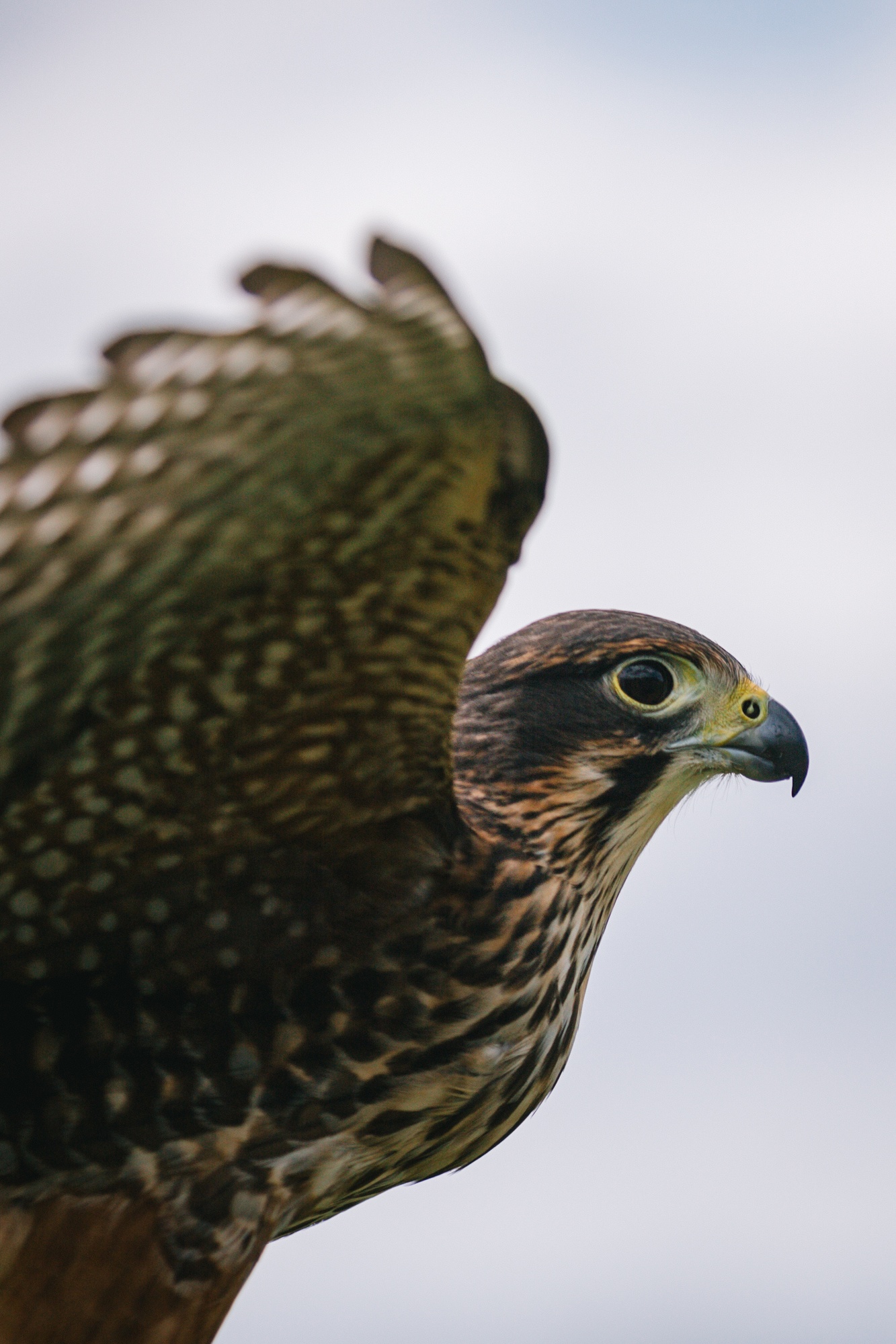 Traverc 71A7539-copy Kārearea: the mysterious New Zealand falcon  