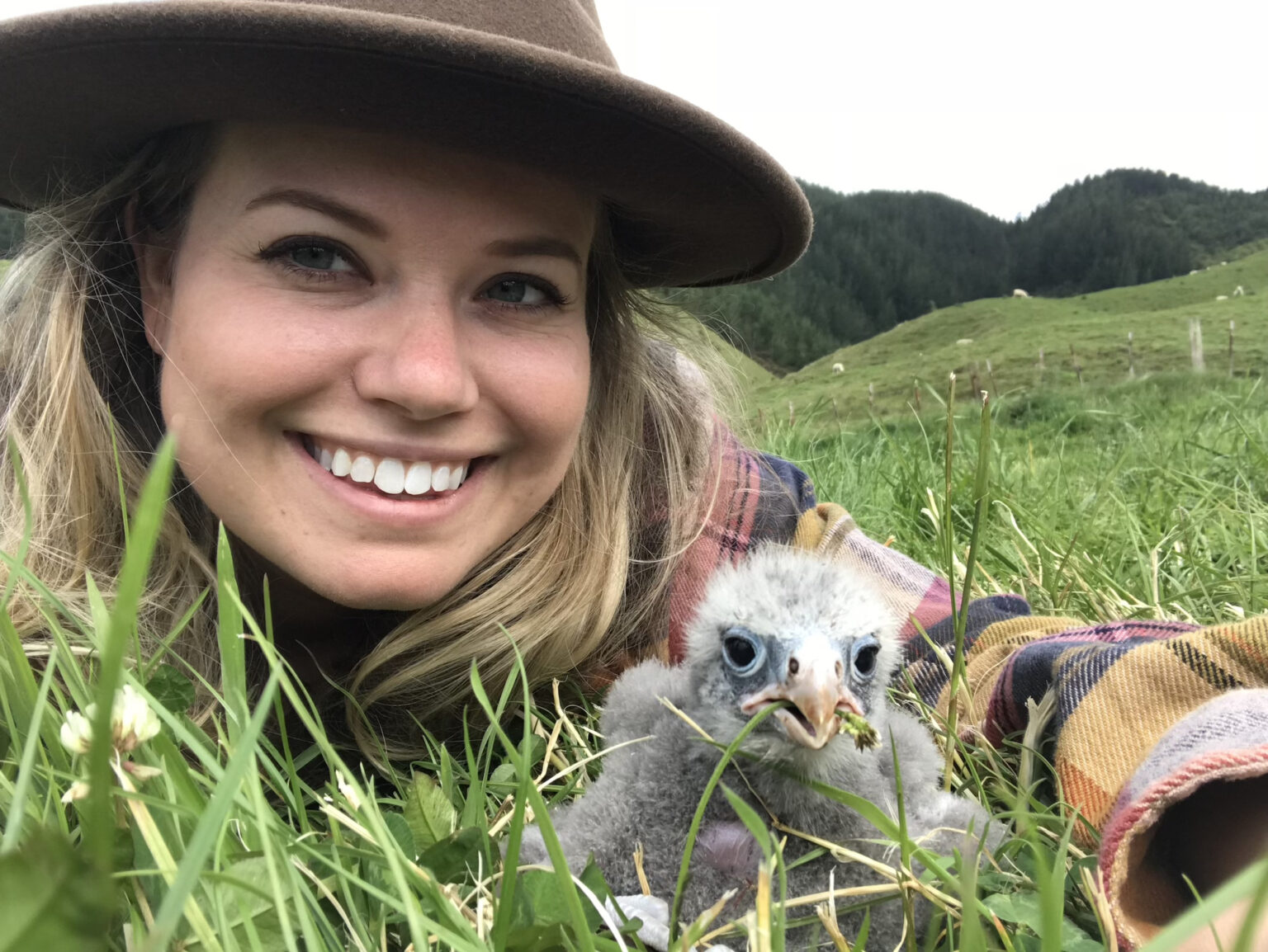 Kārearea: the mysterious New Zealand falcon - Young Adventuress